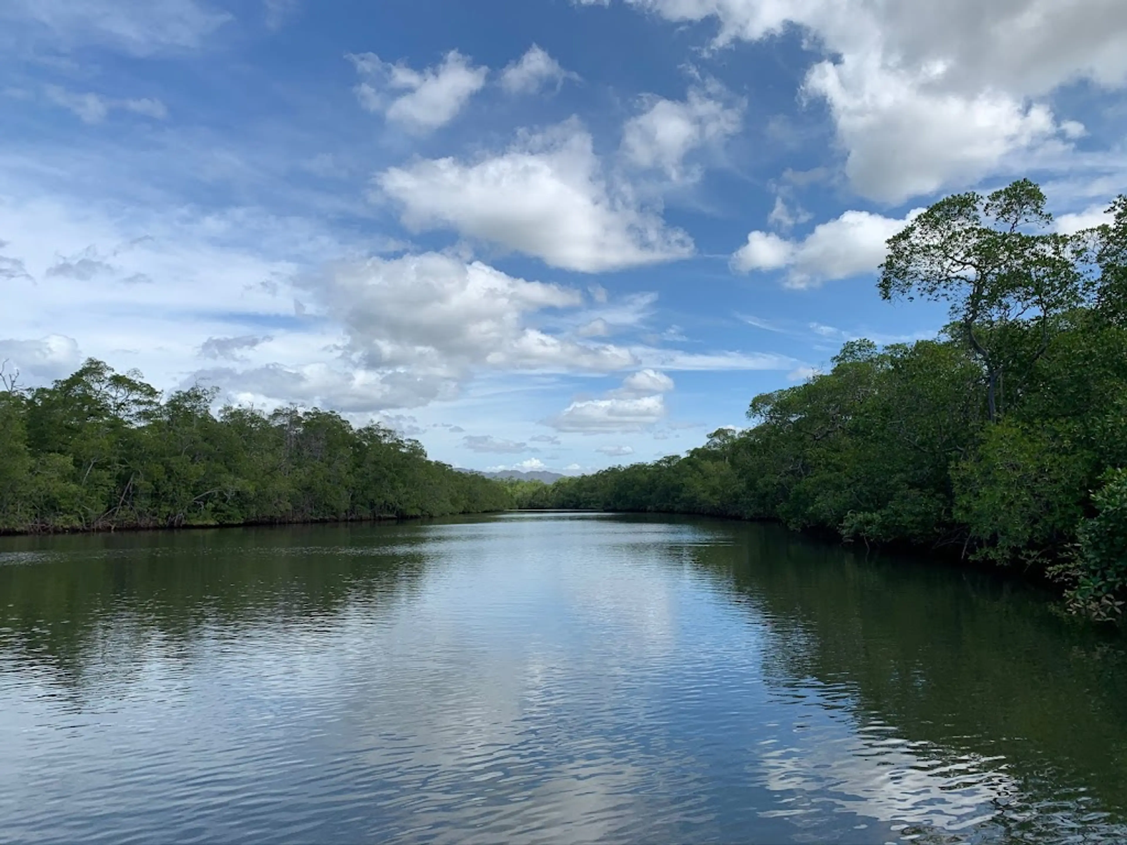 Mangrove forests at Las Baulas National Marine Park