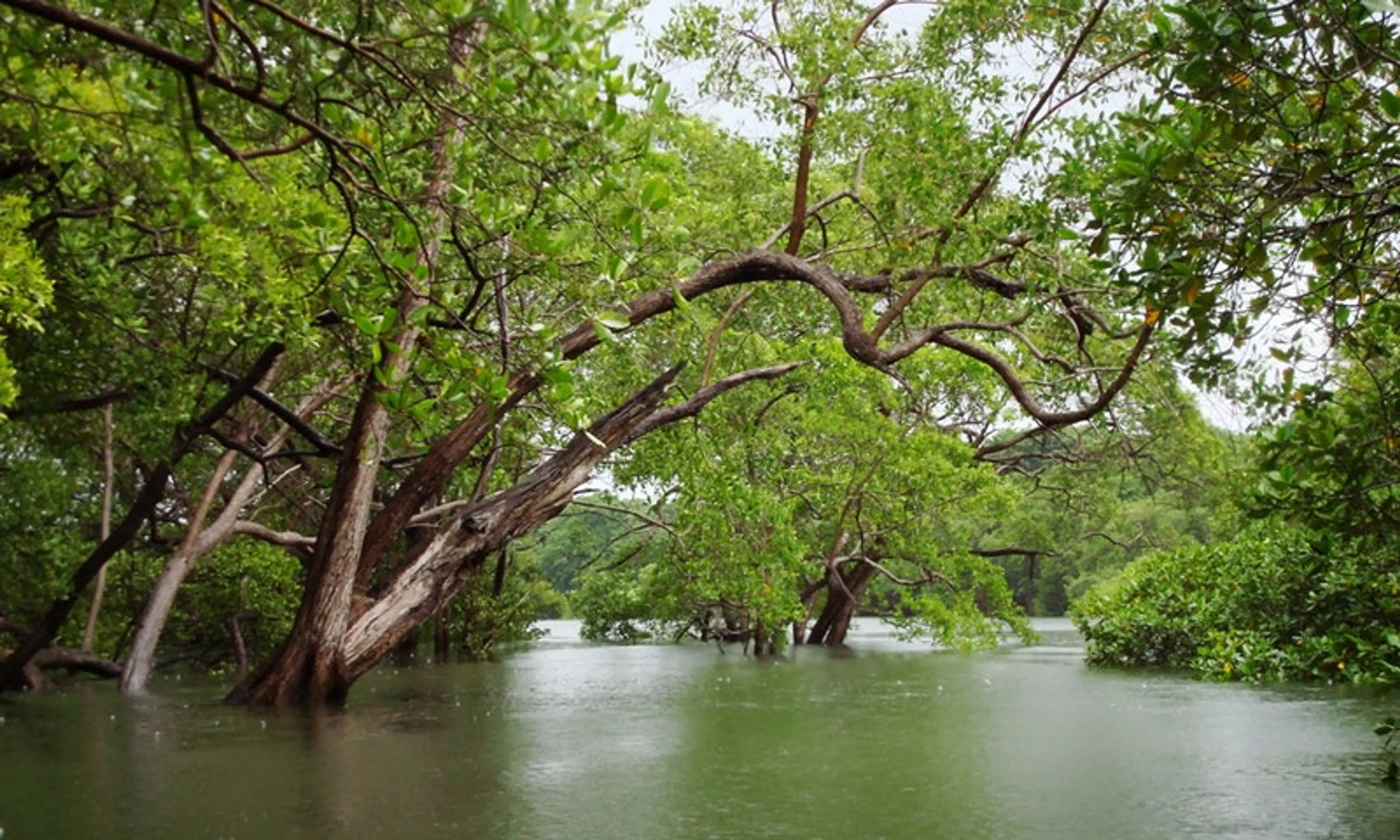 Mangrove tour