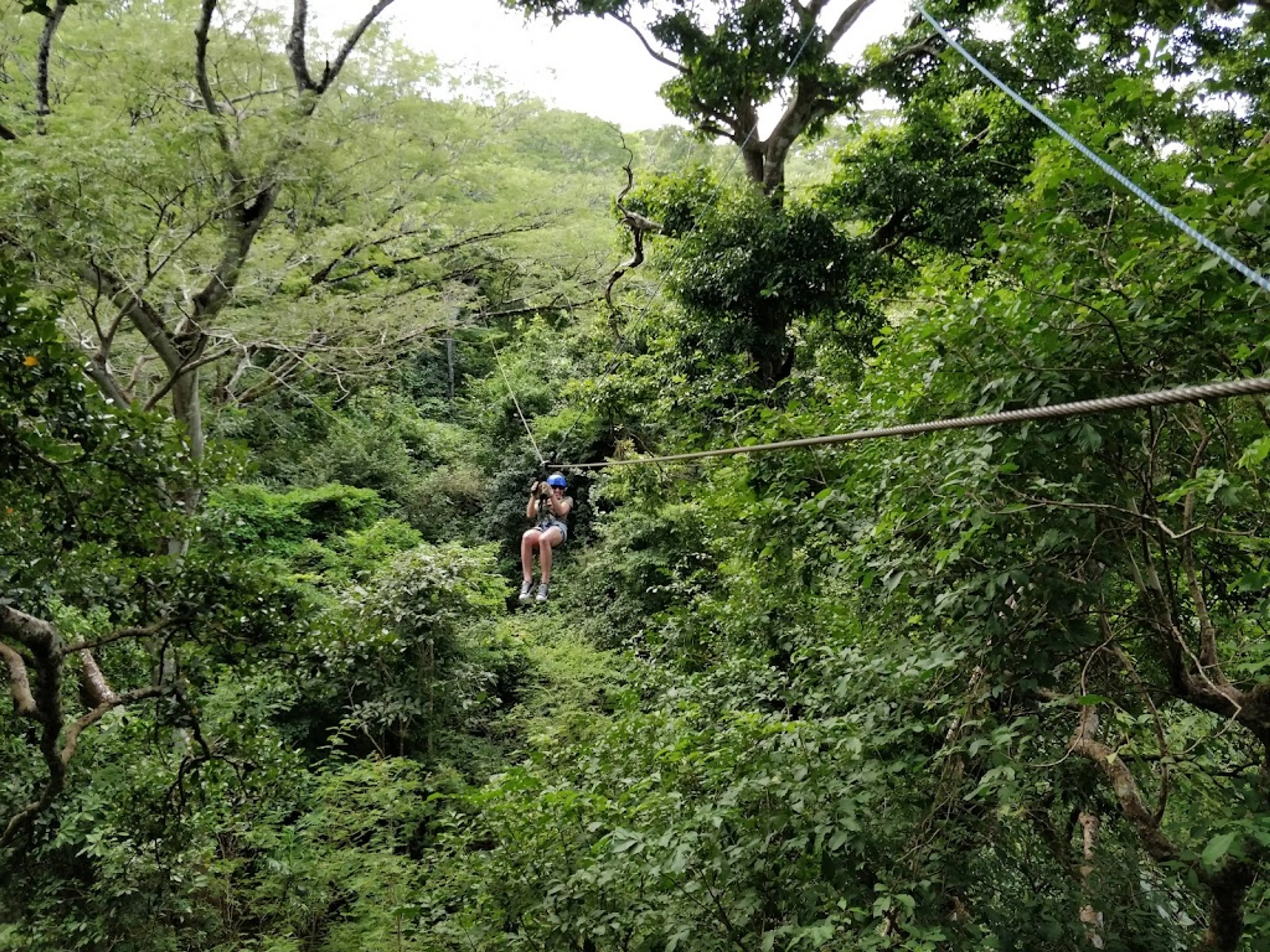 Rainforest Canopy