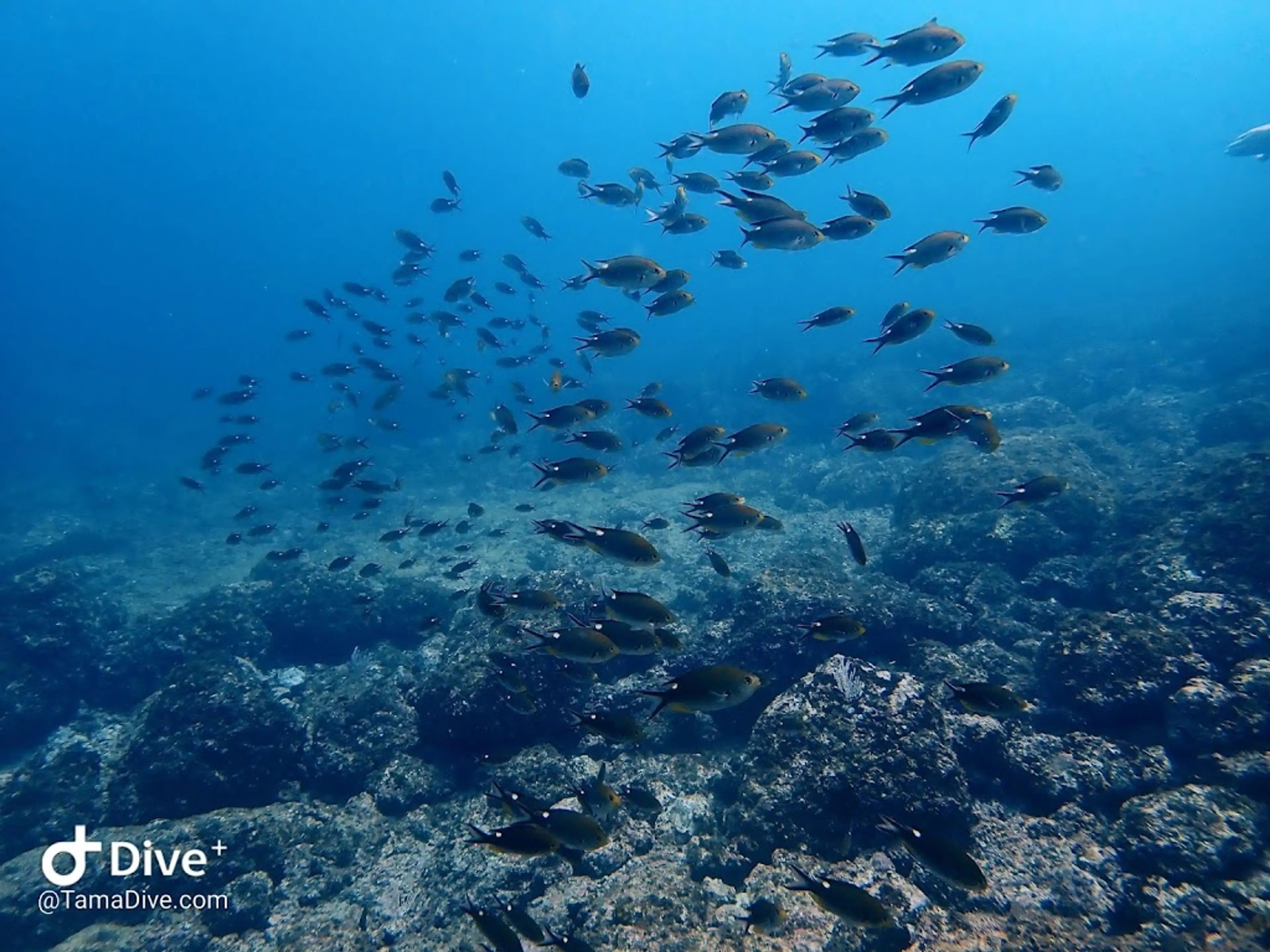 Snorkeling in the Pacific Ocean