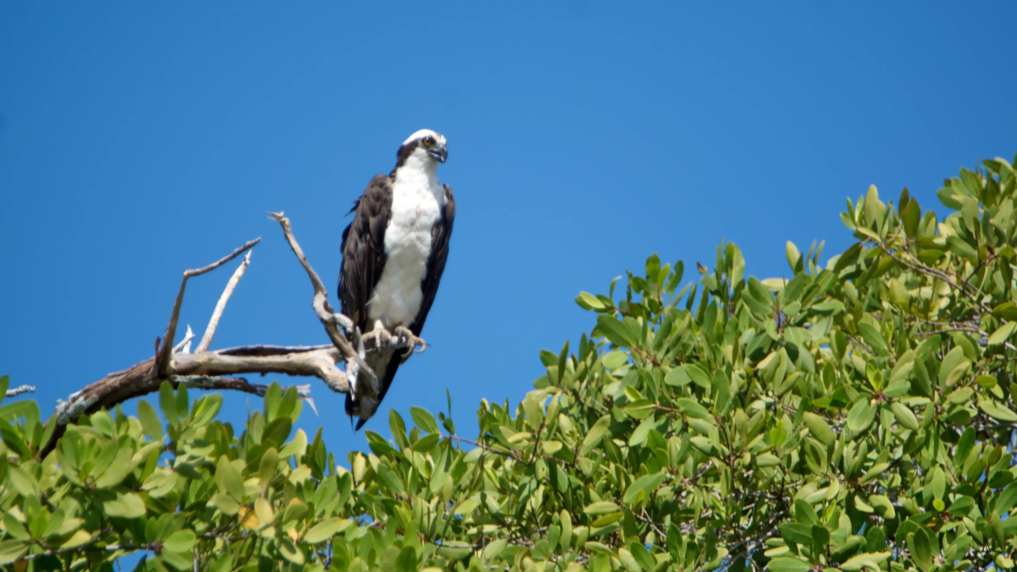 Tamarindo Wildlife Refuge