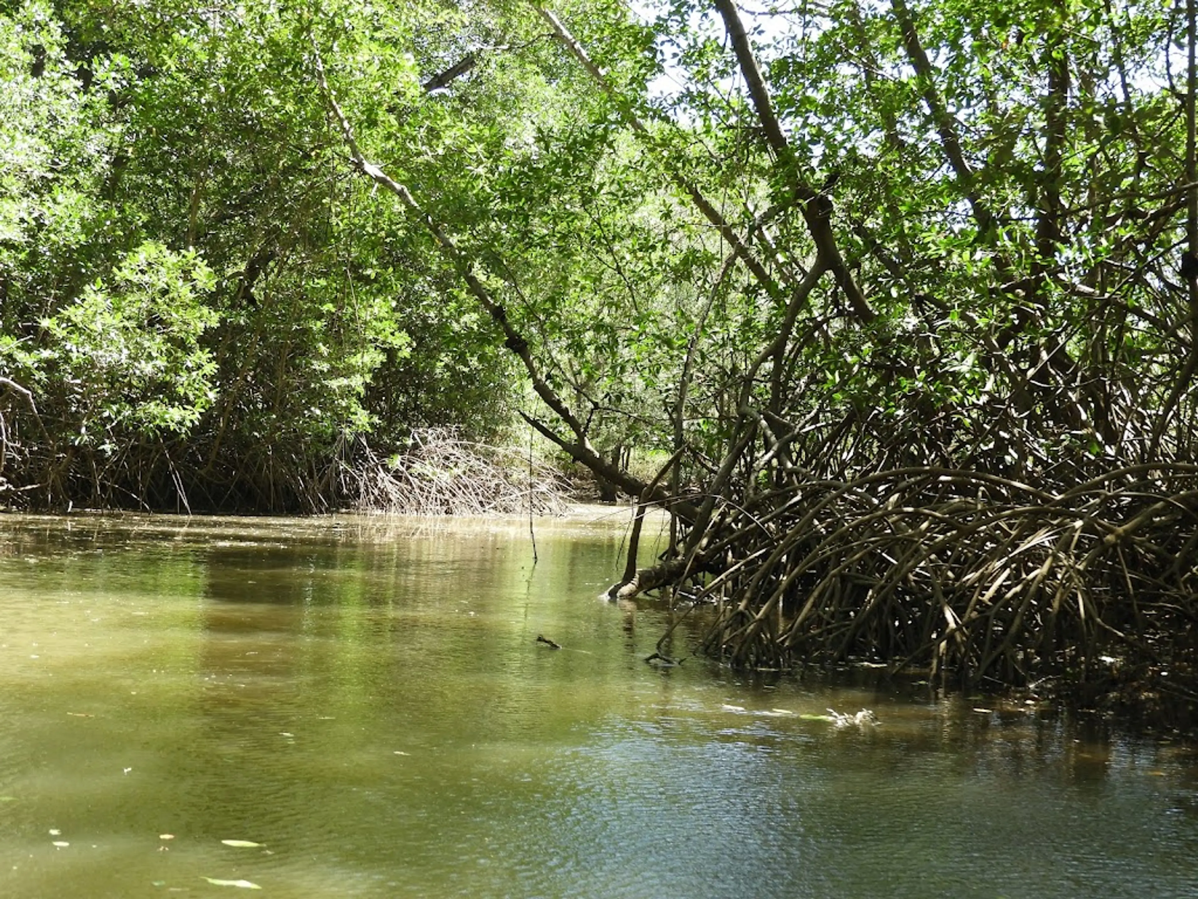 Tamarindo Estuary and Mangrove Forest