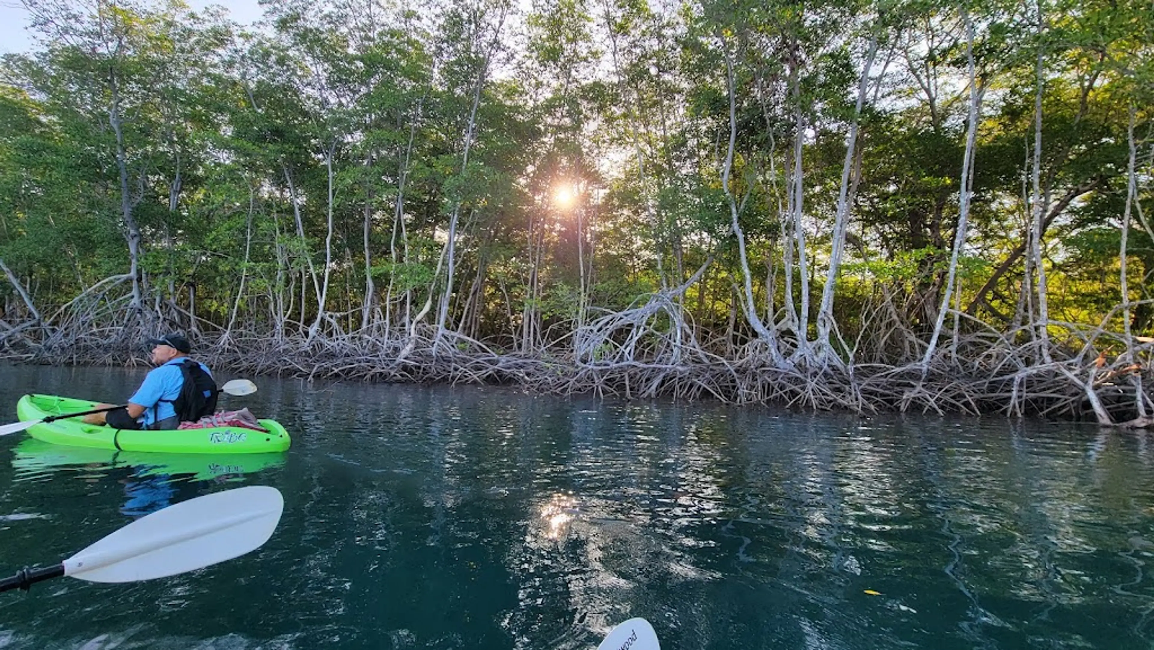 Tamarindo Mangrove and Estuary Boat Tour