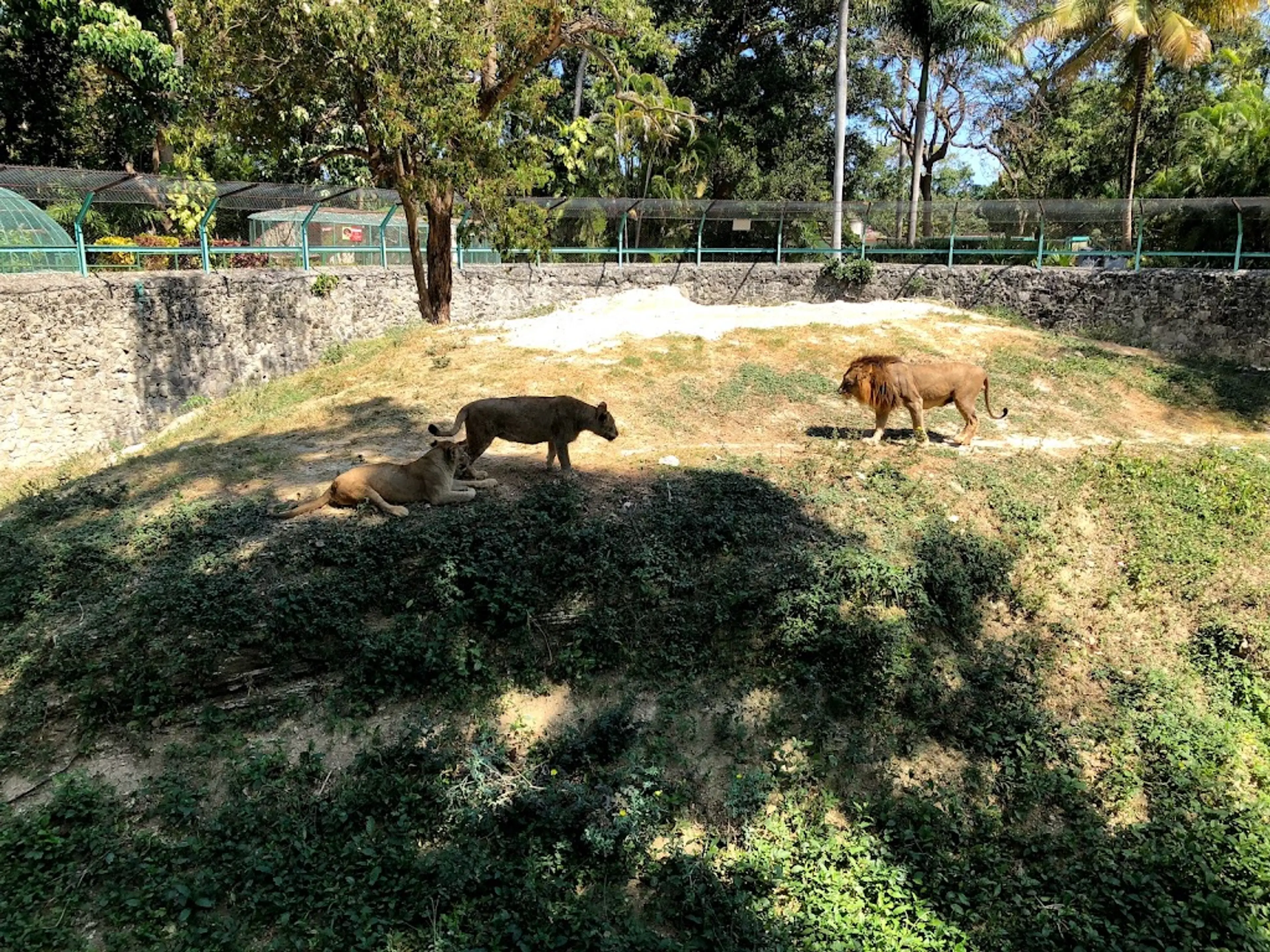 Havana Zoo