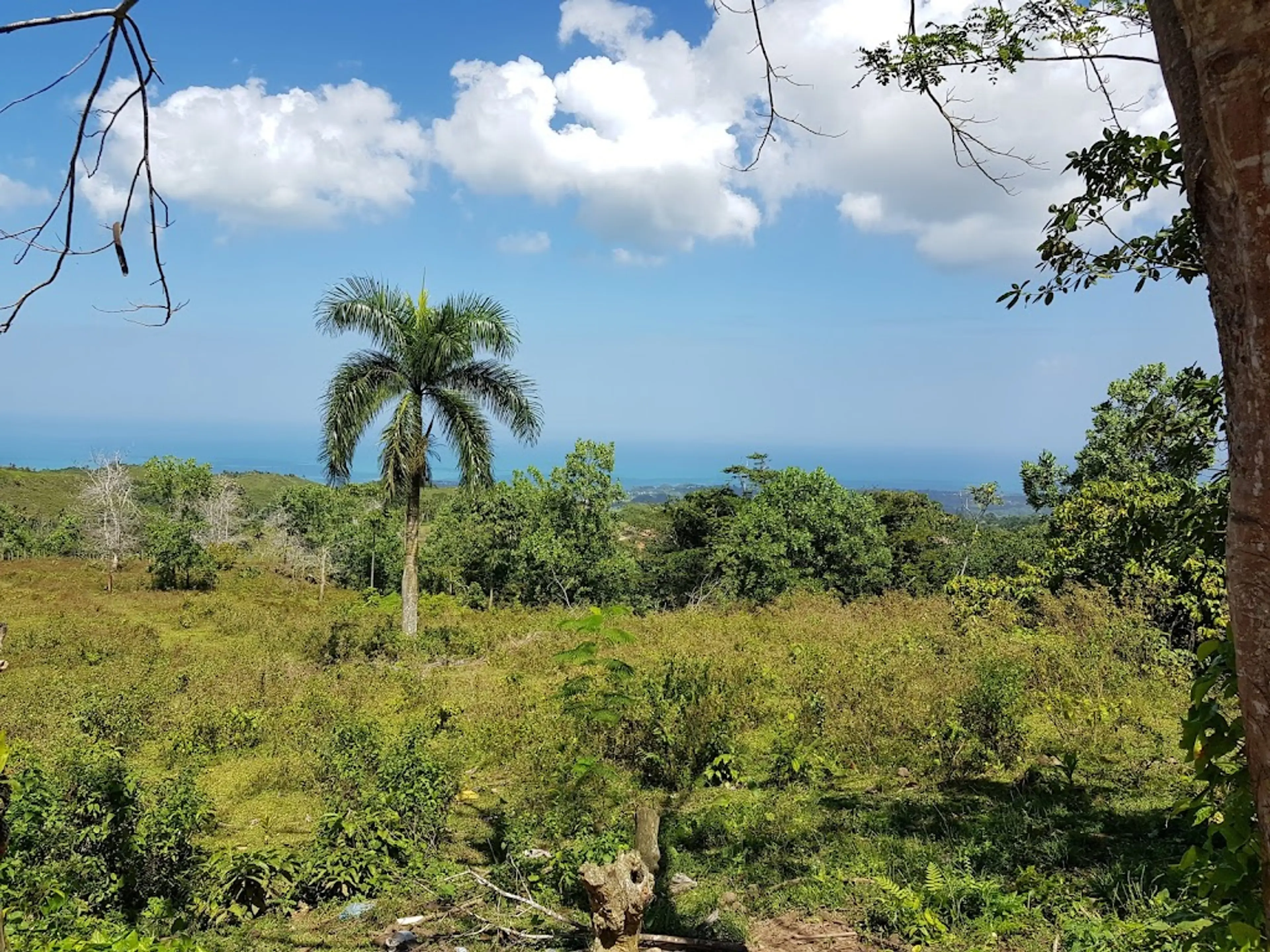 Coffee Plantation