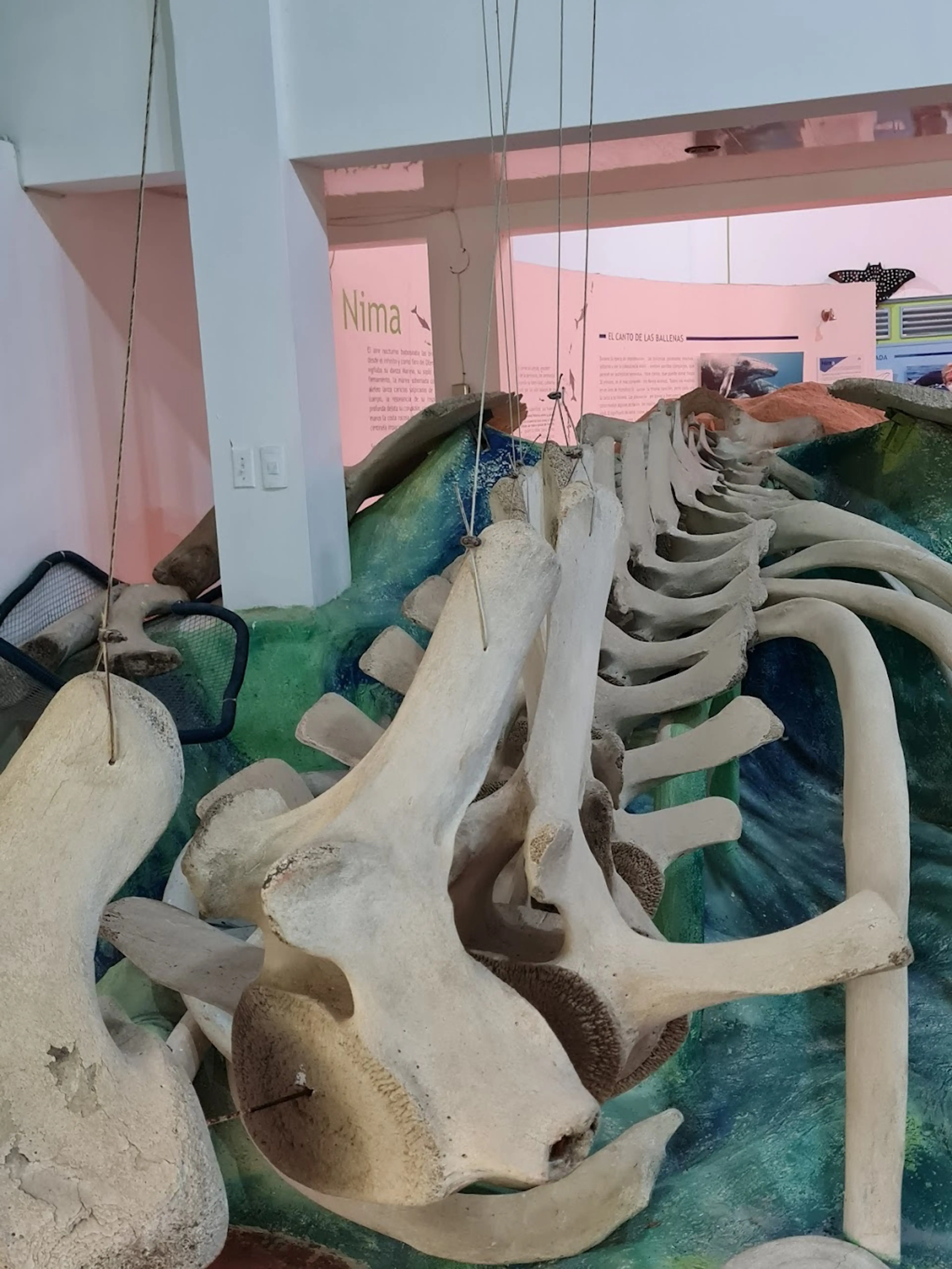 Whale Museum of Samana