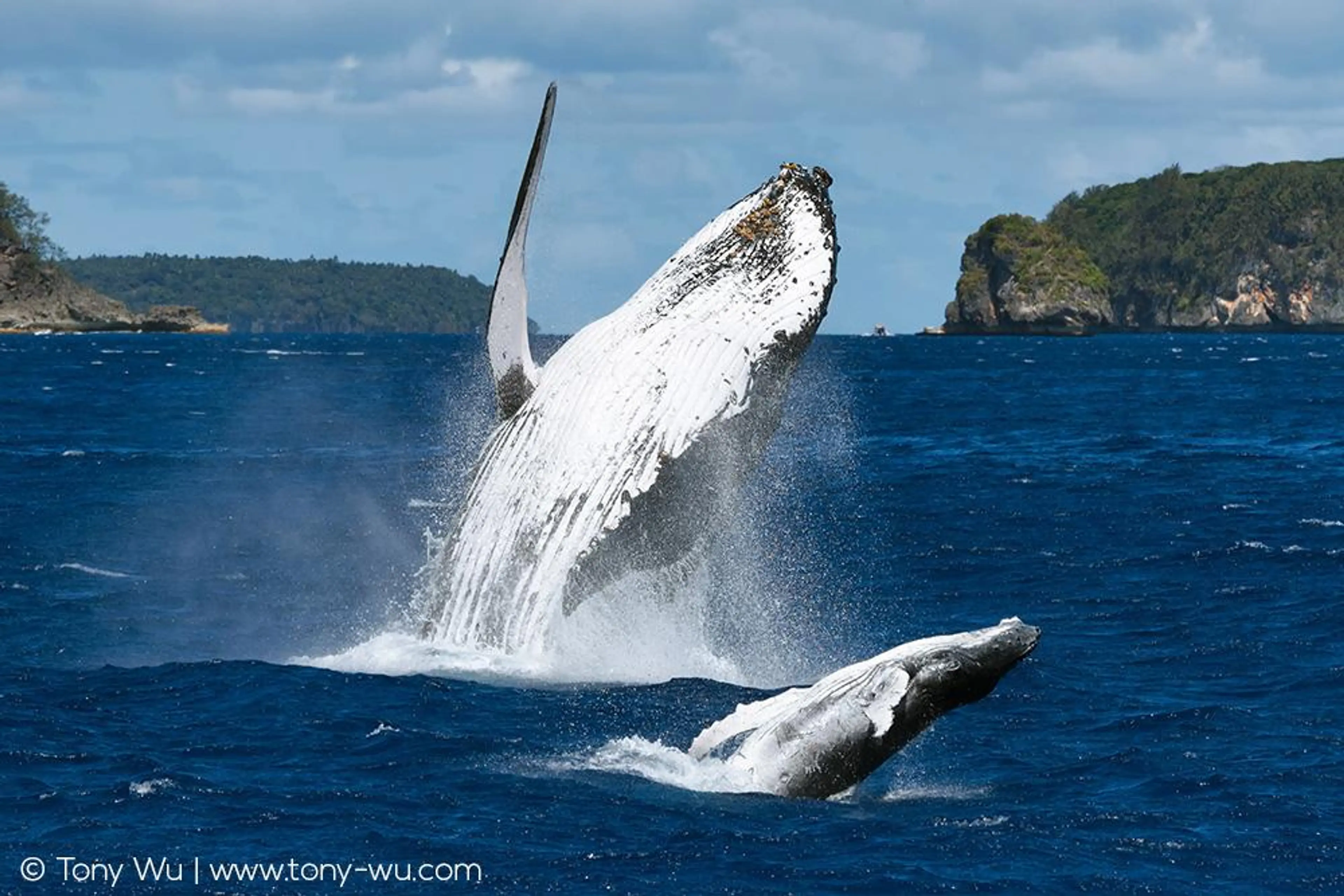 Whale Watching Tour