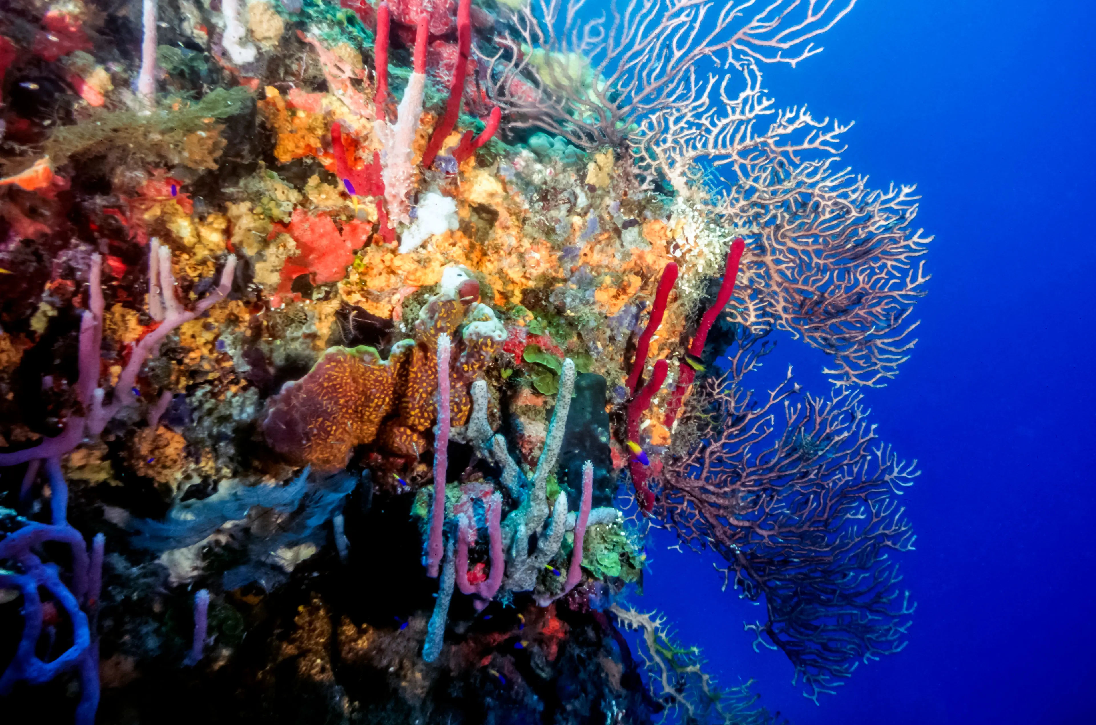 Cayos Cochinos Marine Reserve