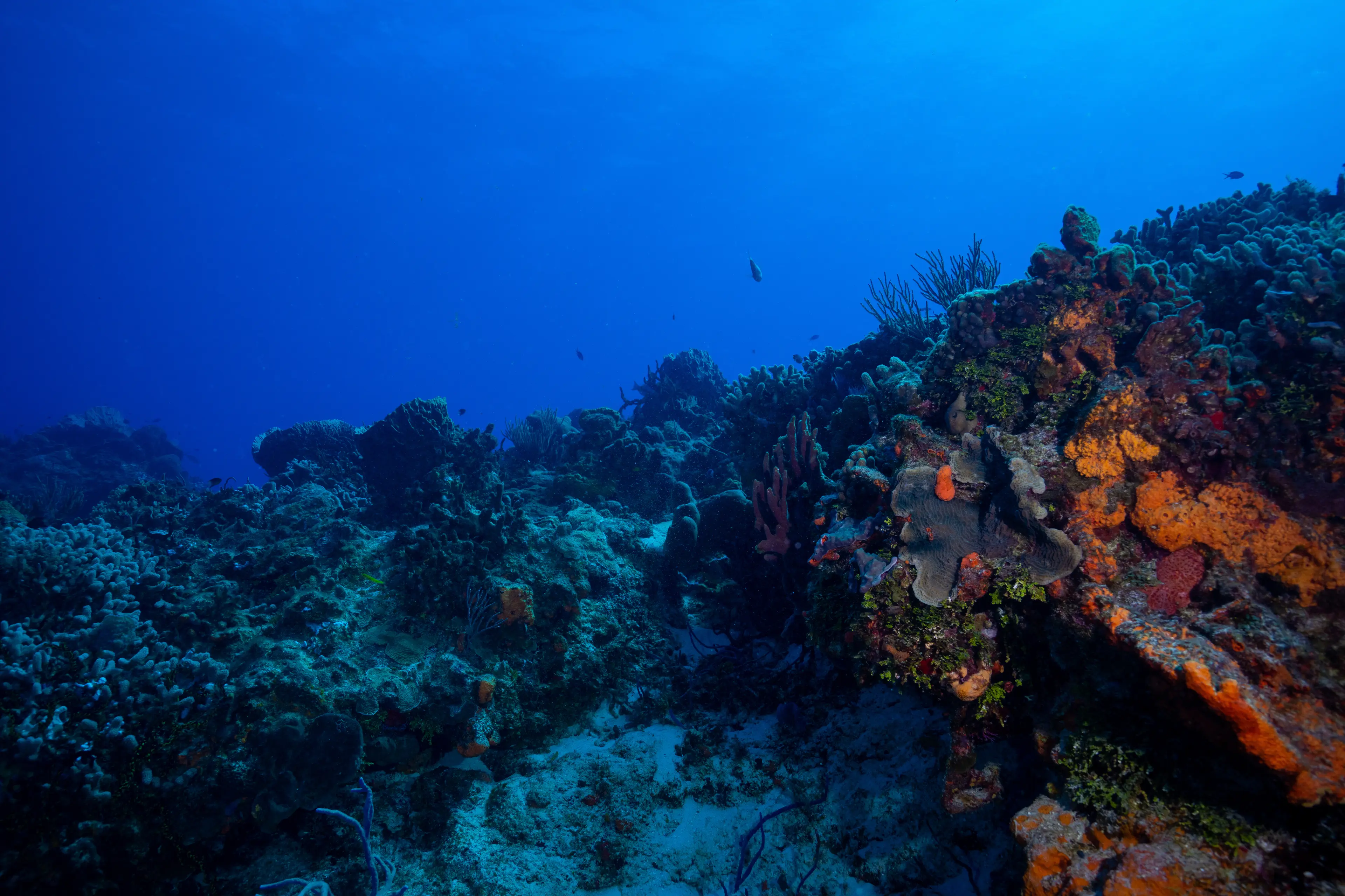 Mesoamerican Barrier Reef