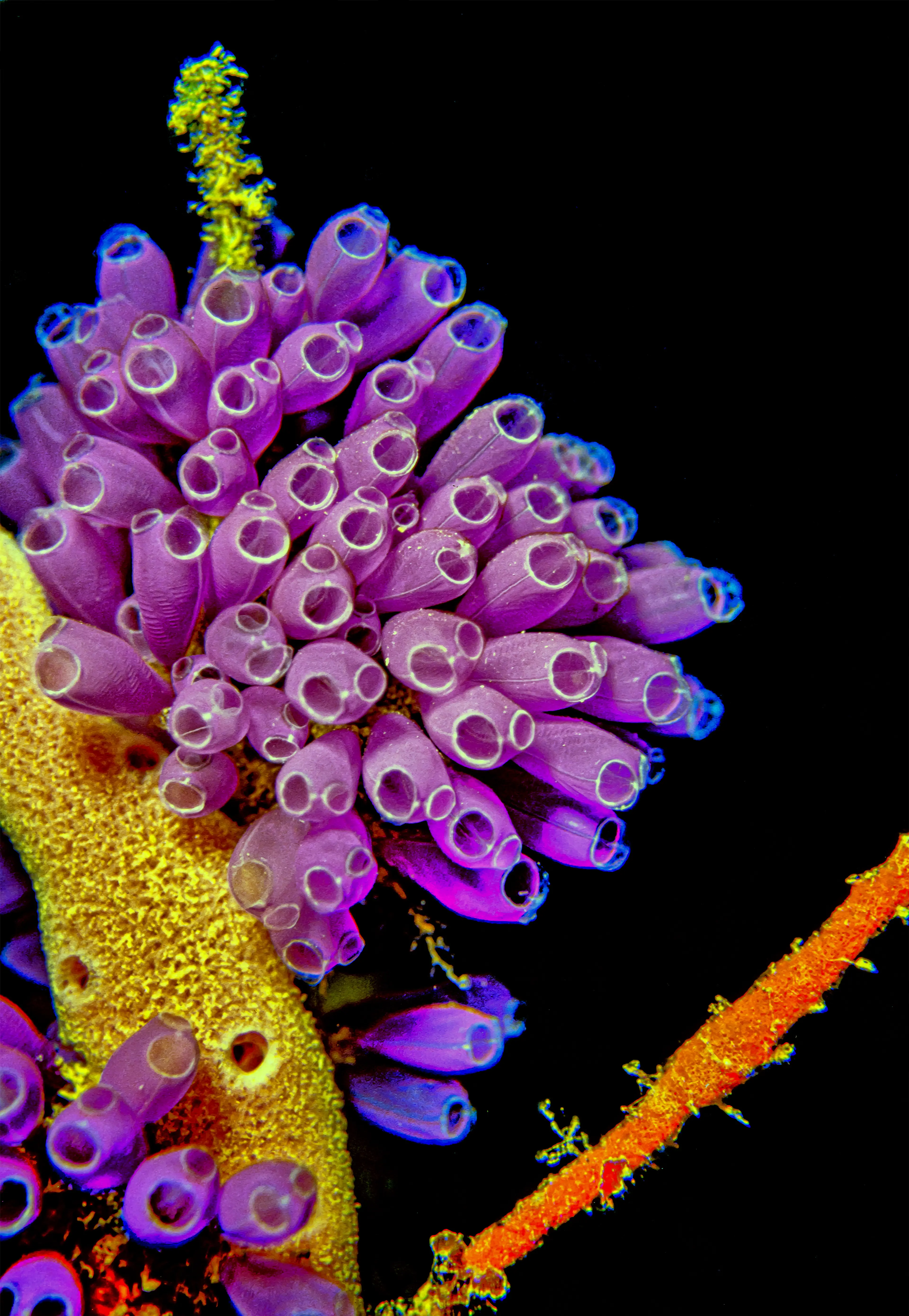 Snorkeling in the Caribbean Sea