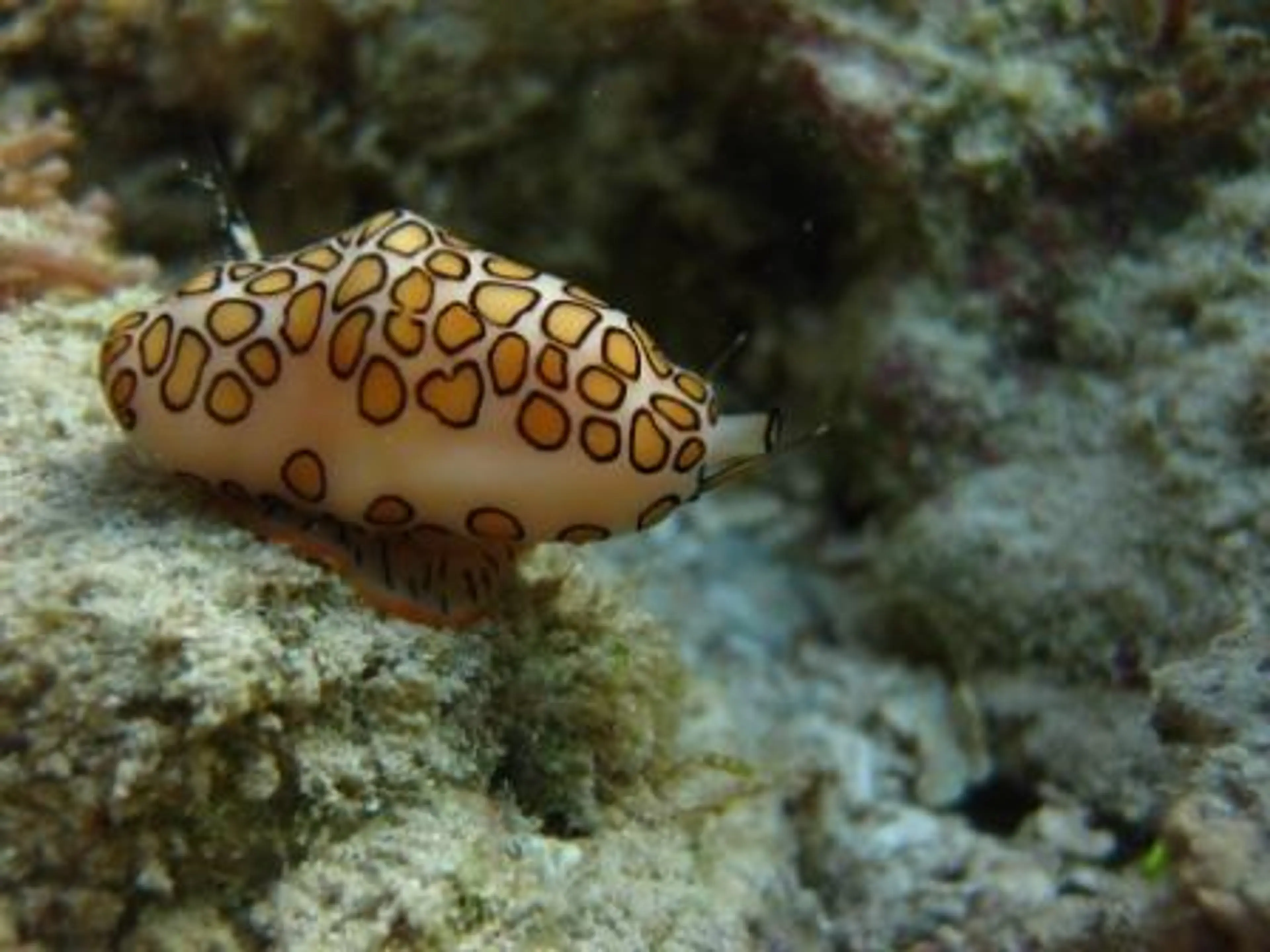 Snorkeling in the coral reefs