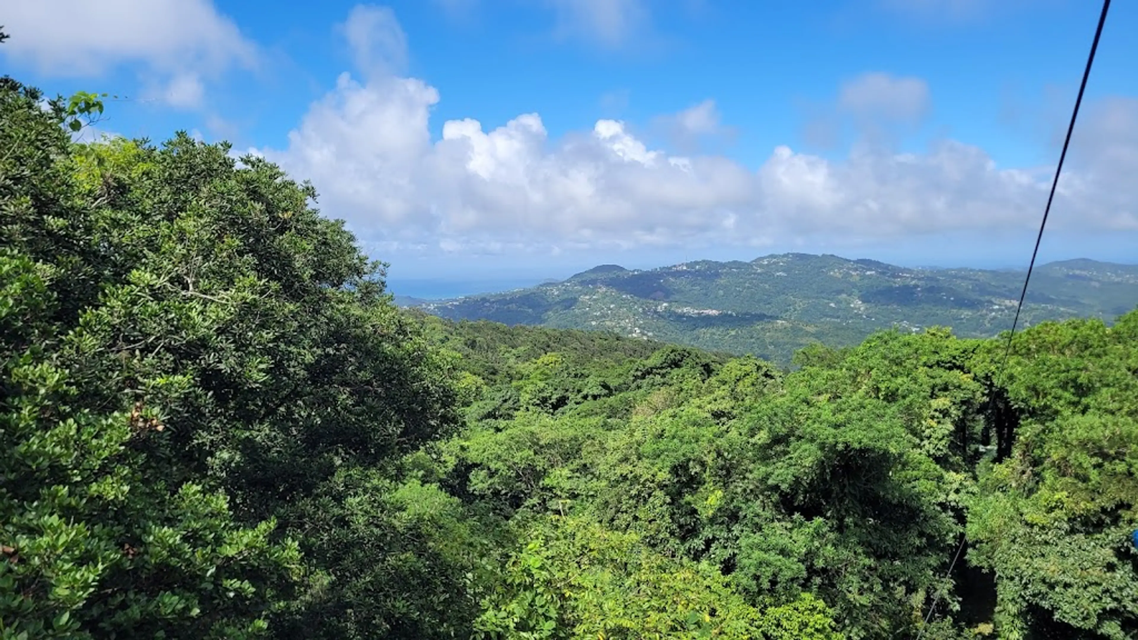 Rainforest
