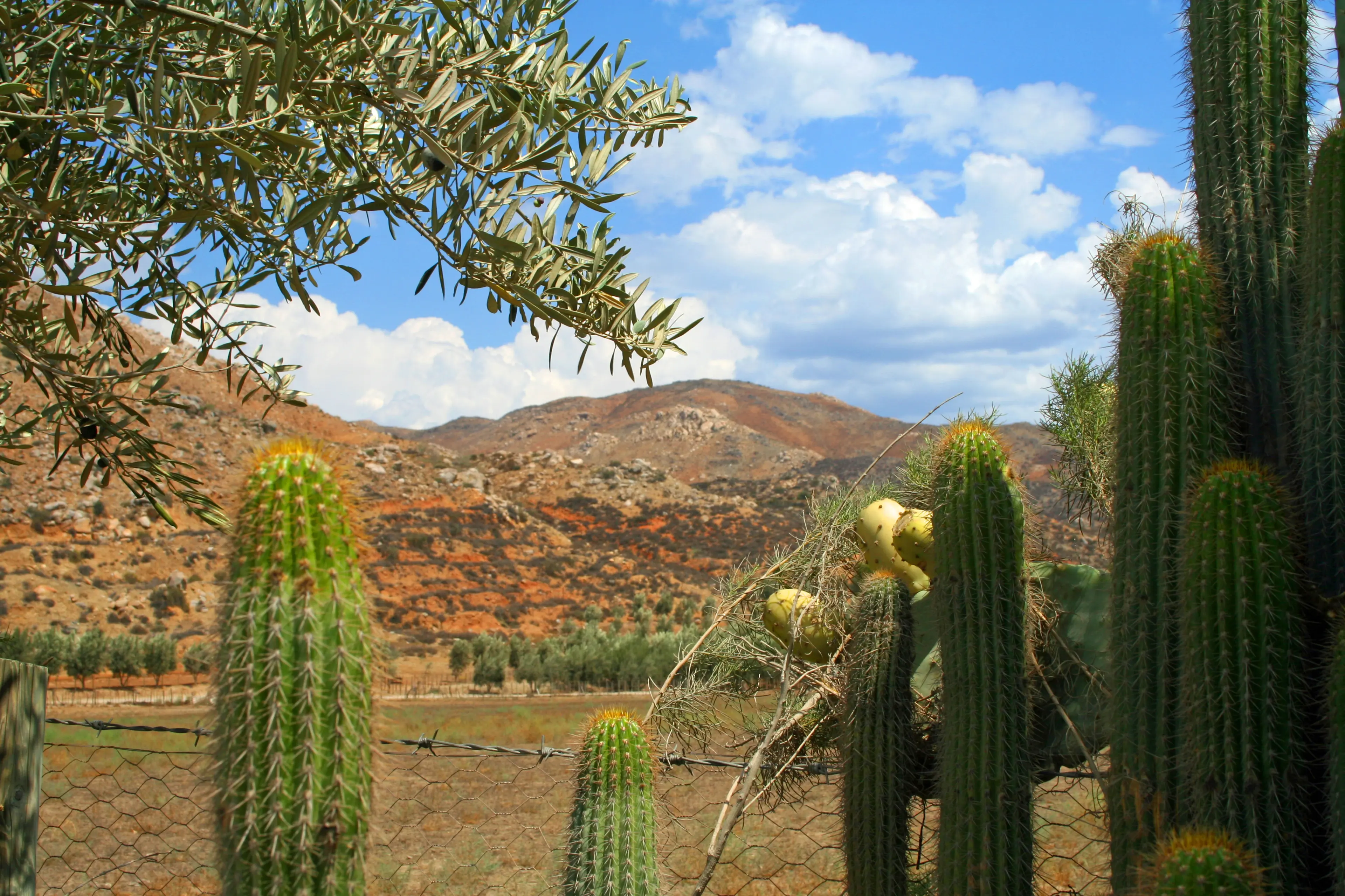 Guadalupe Valley
