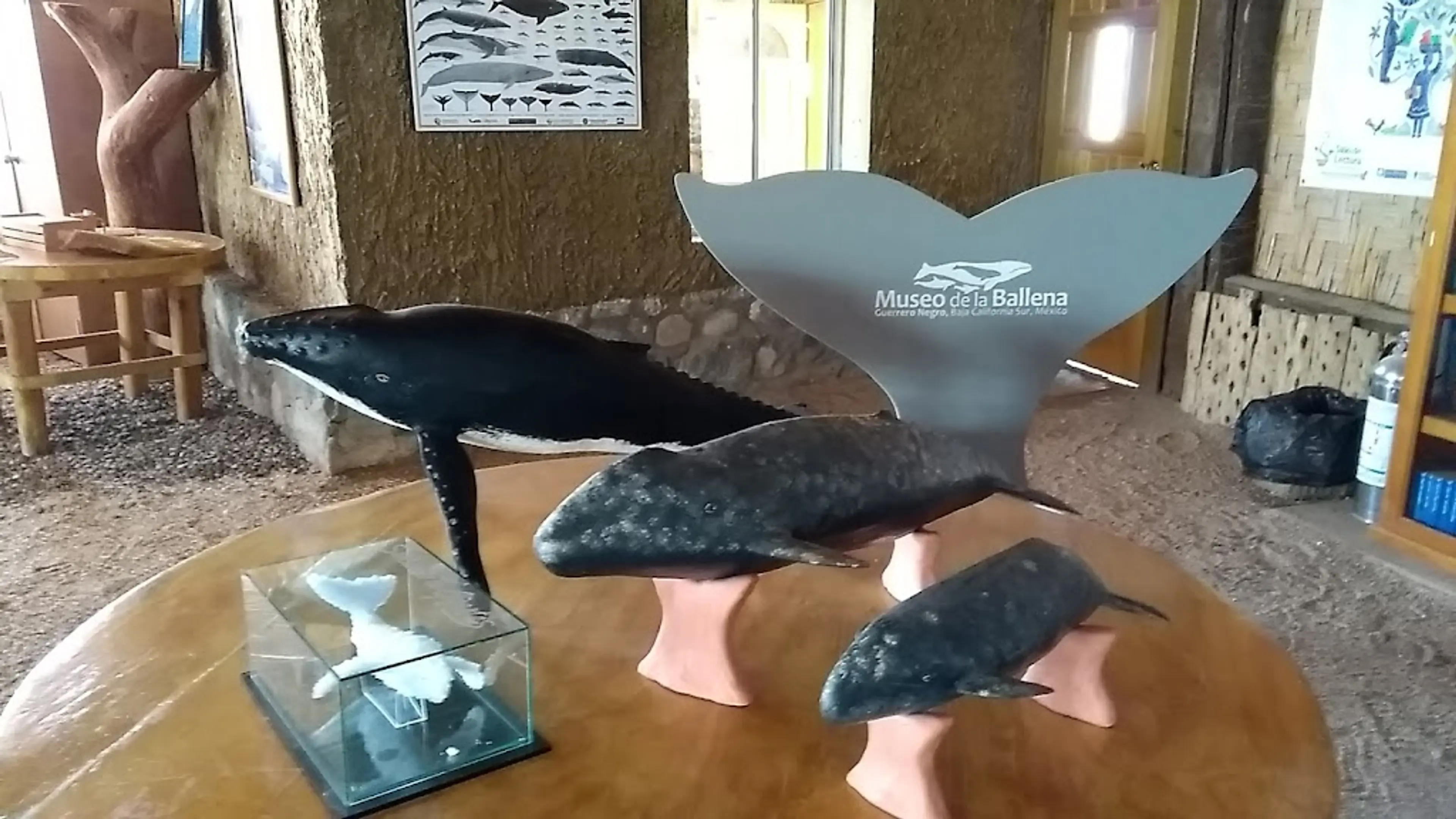 Whale Museum (Museo de la Ballena)