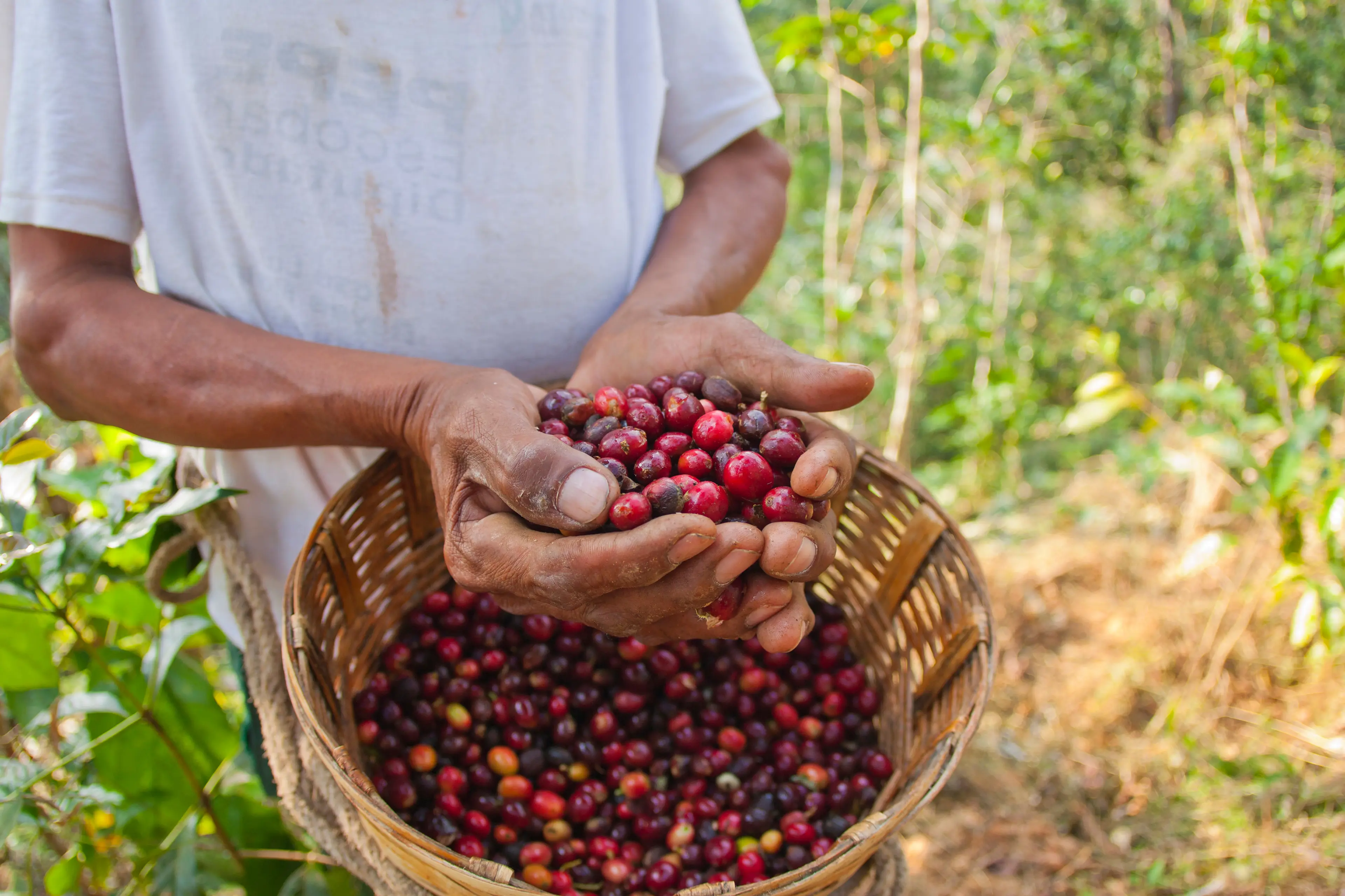 Coffee plantation