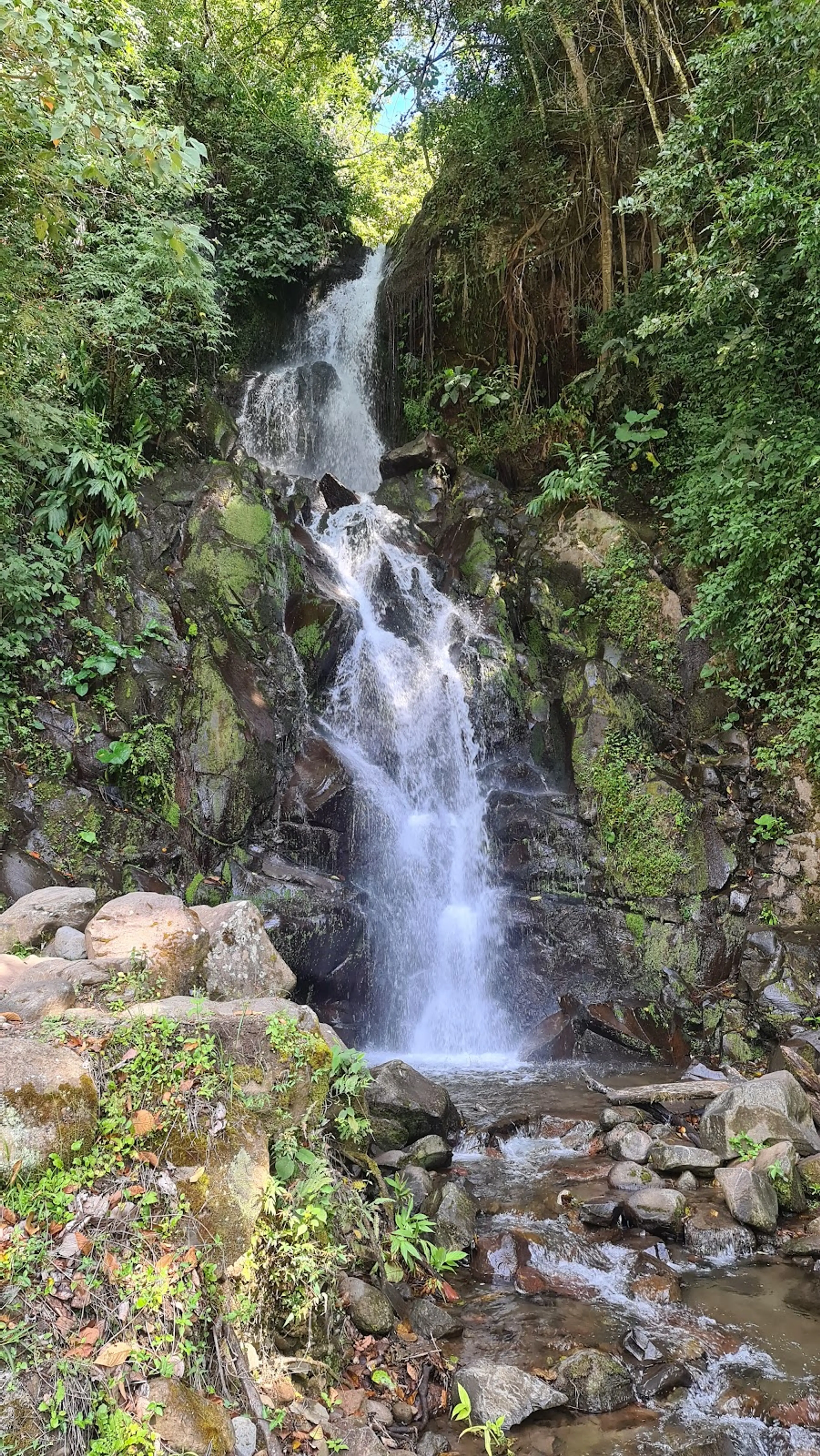 Boquete Bird-Watching Tour