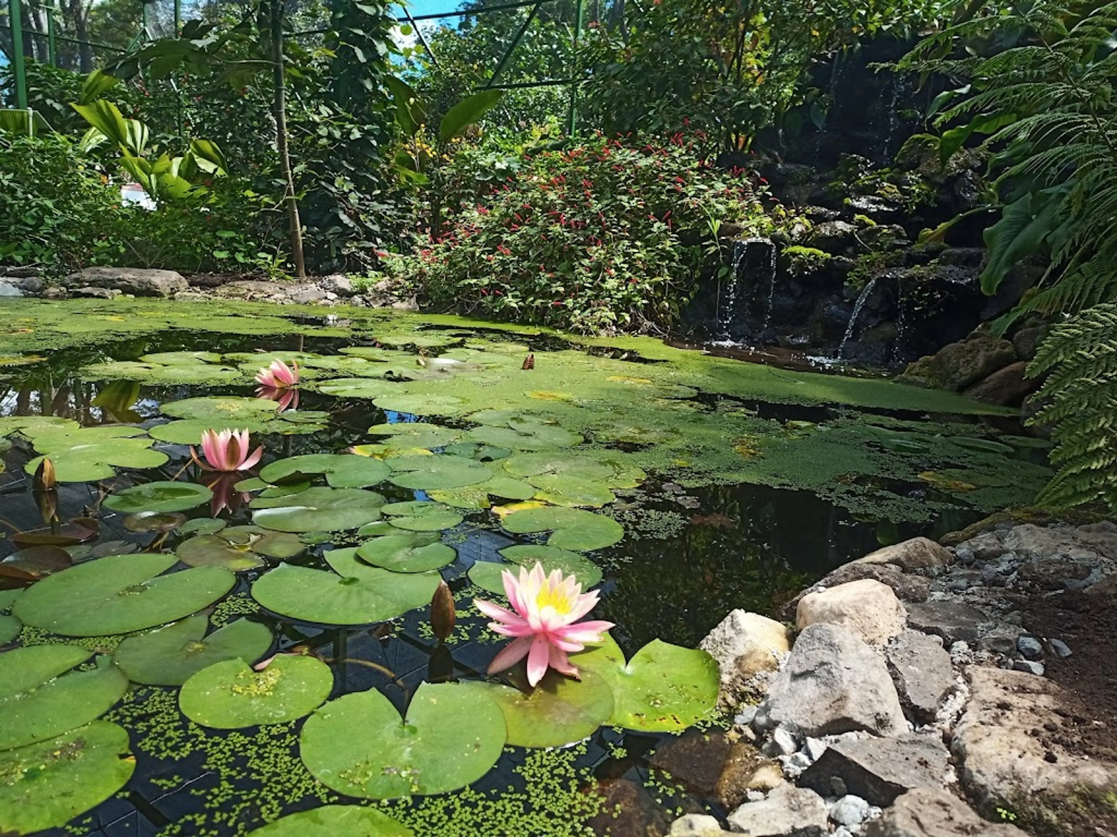 Butterfly Garden