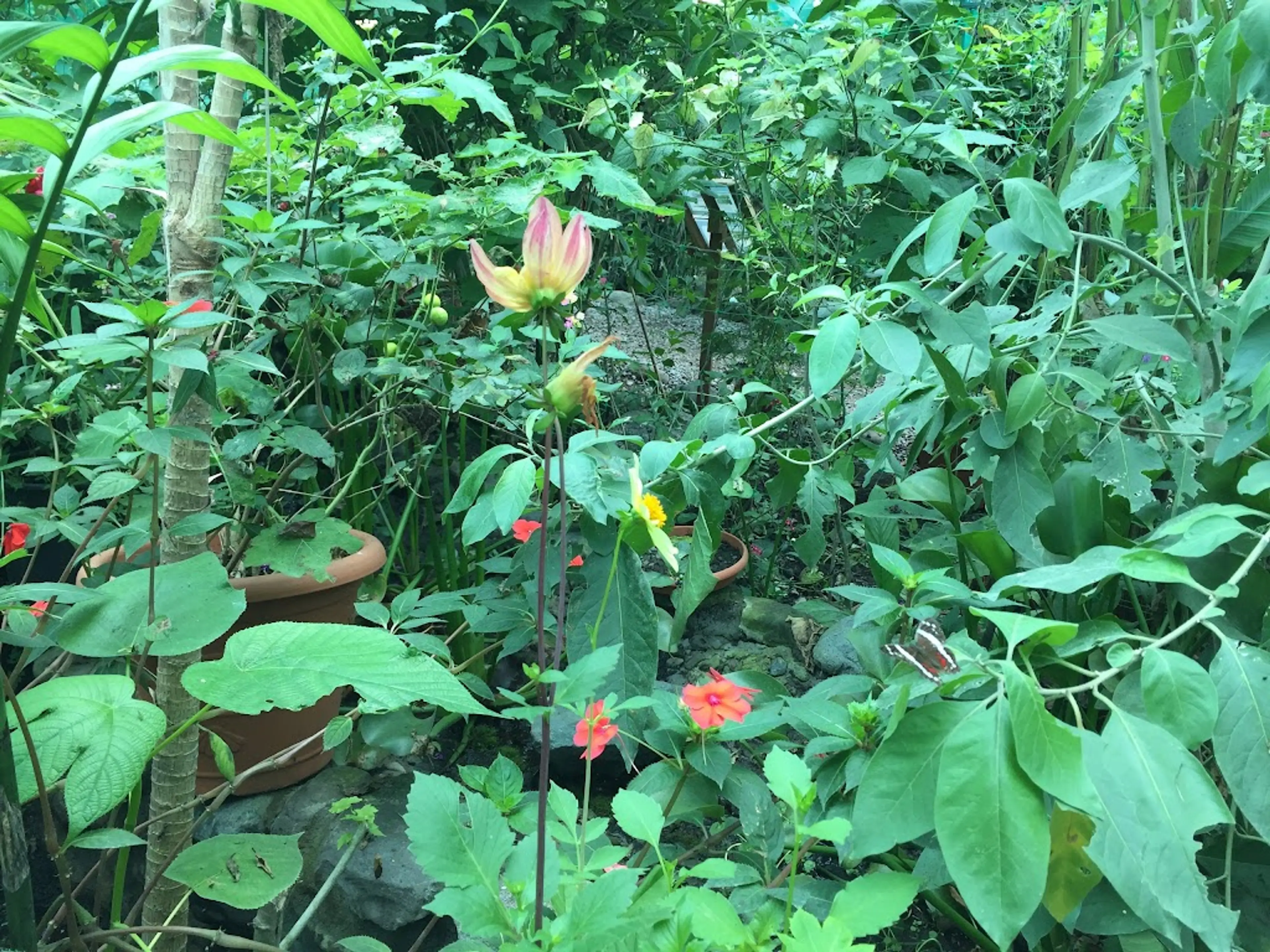 Butterfly Haven