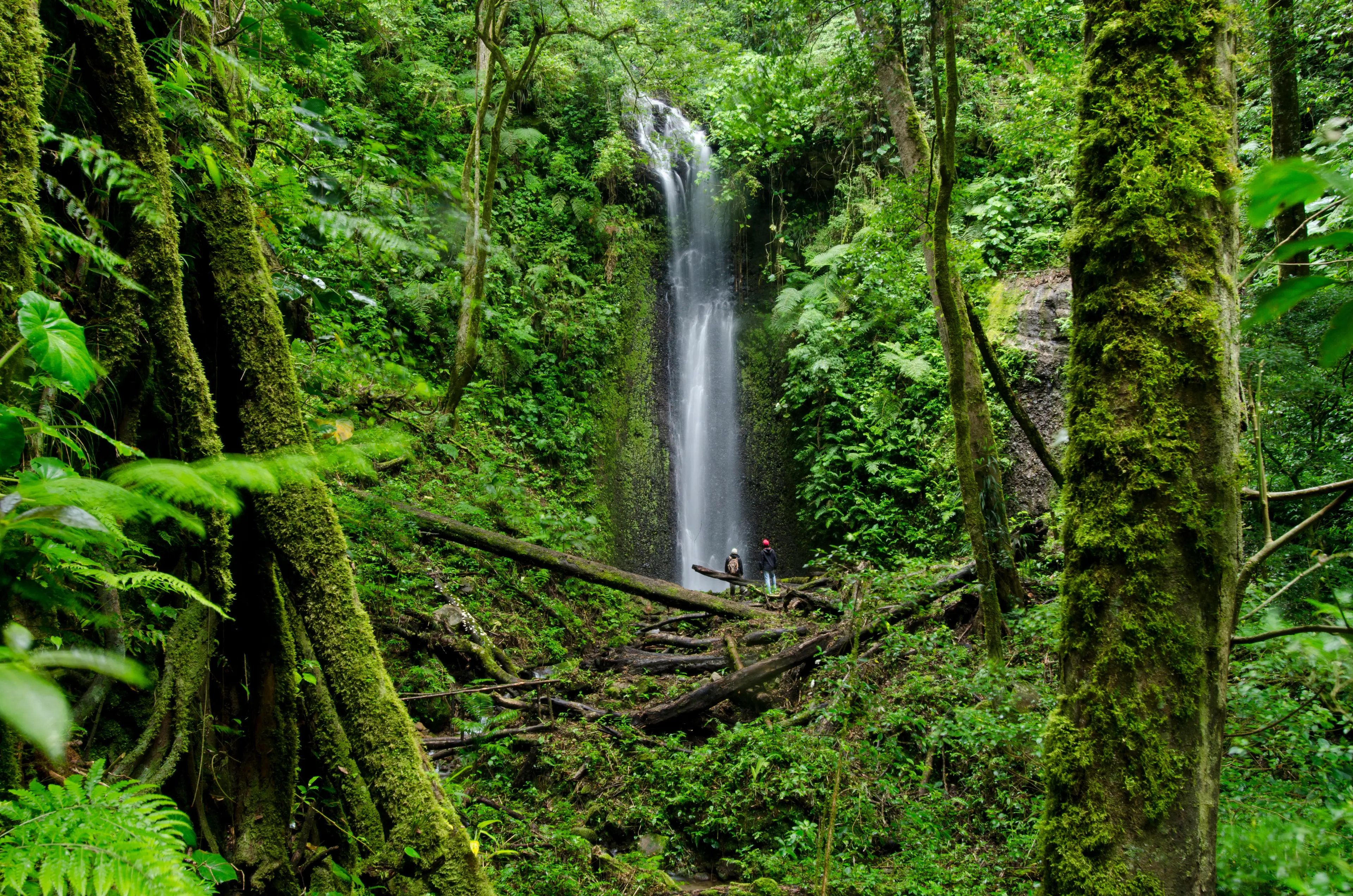 Cloud Forests