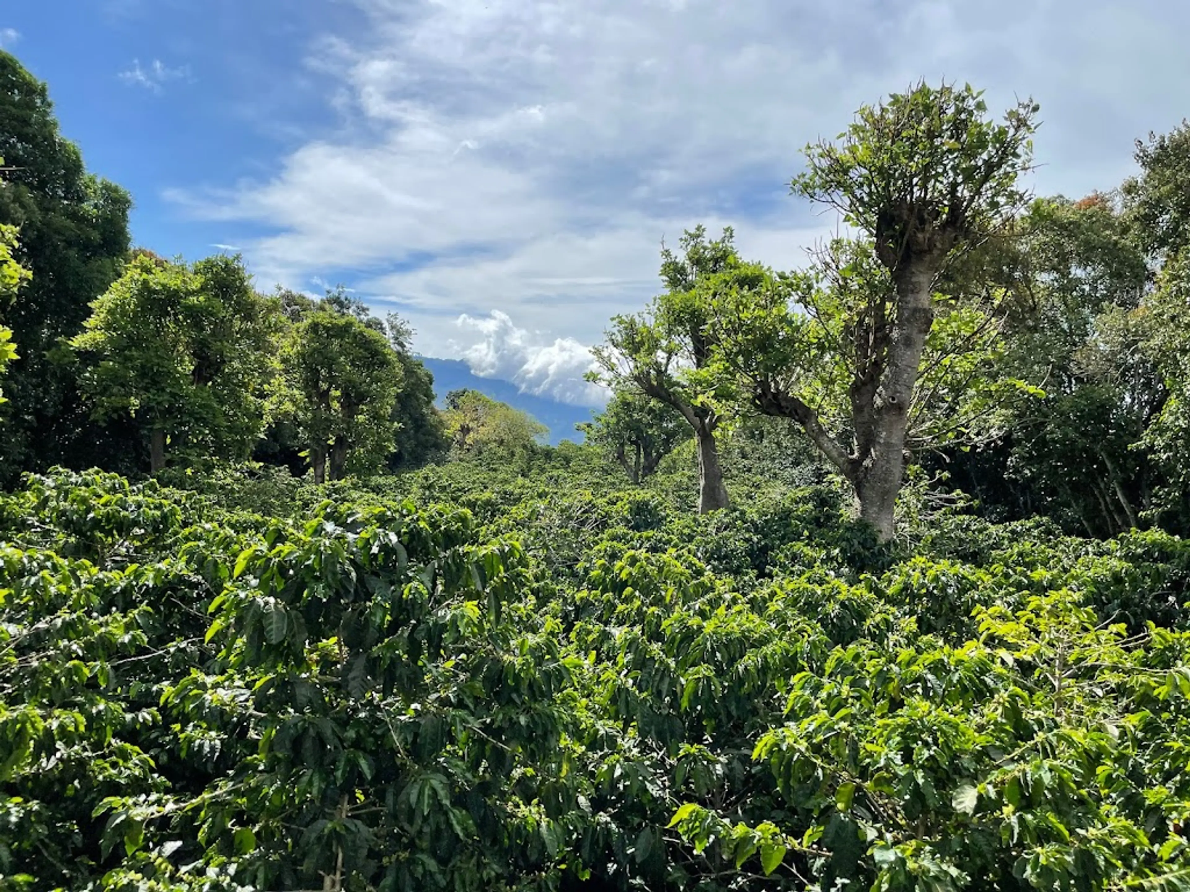 Coffee Plantations