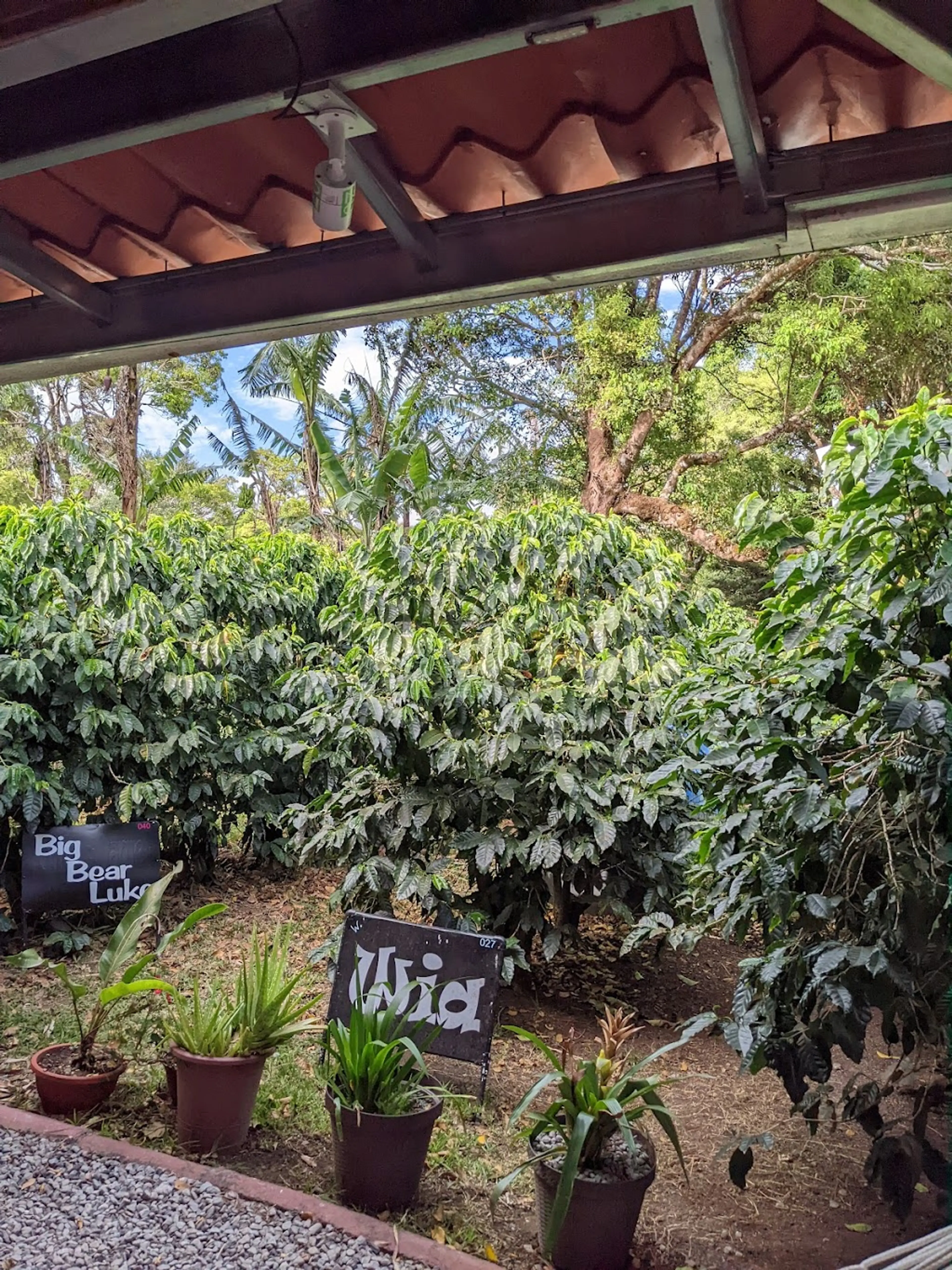 Coffee Plantation Tour