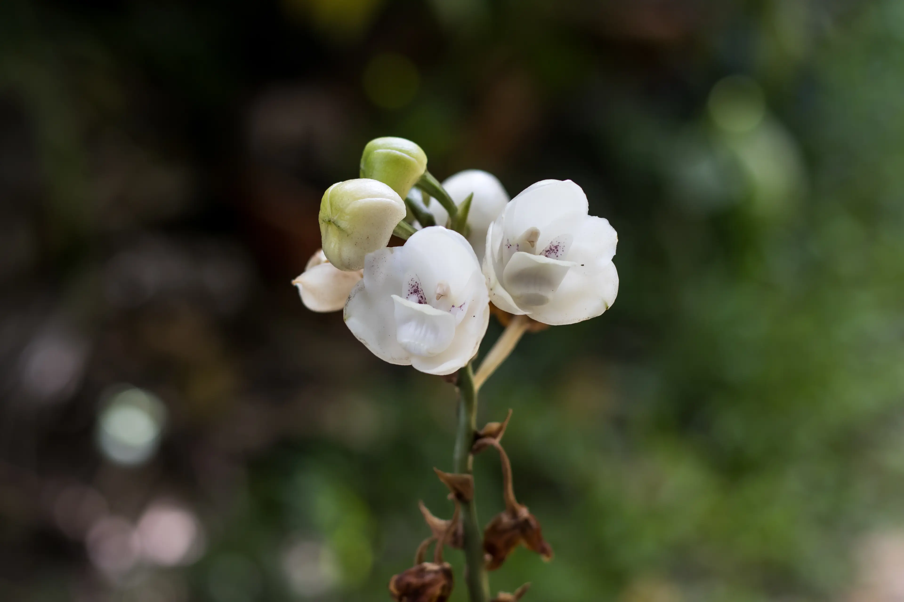Orchid Garden