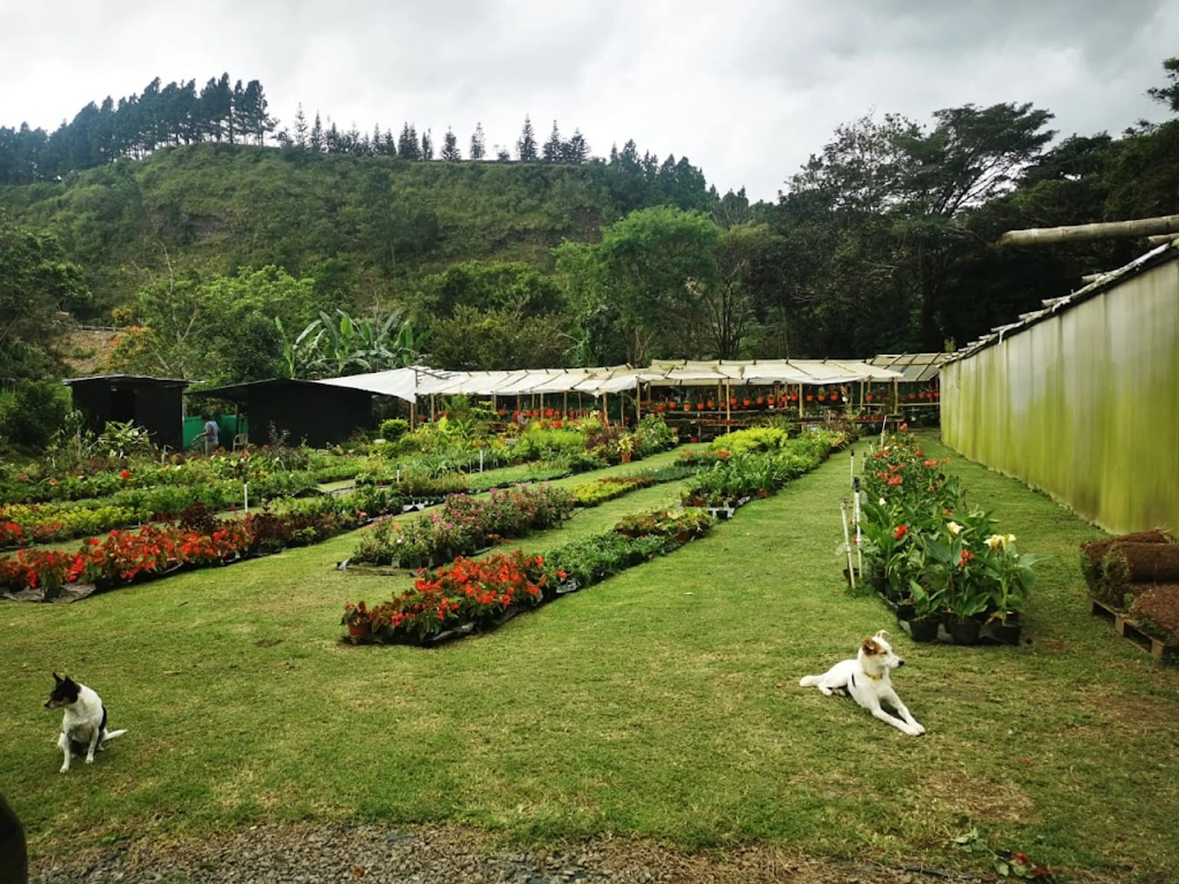 Orchid Farm