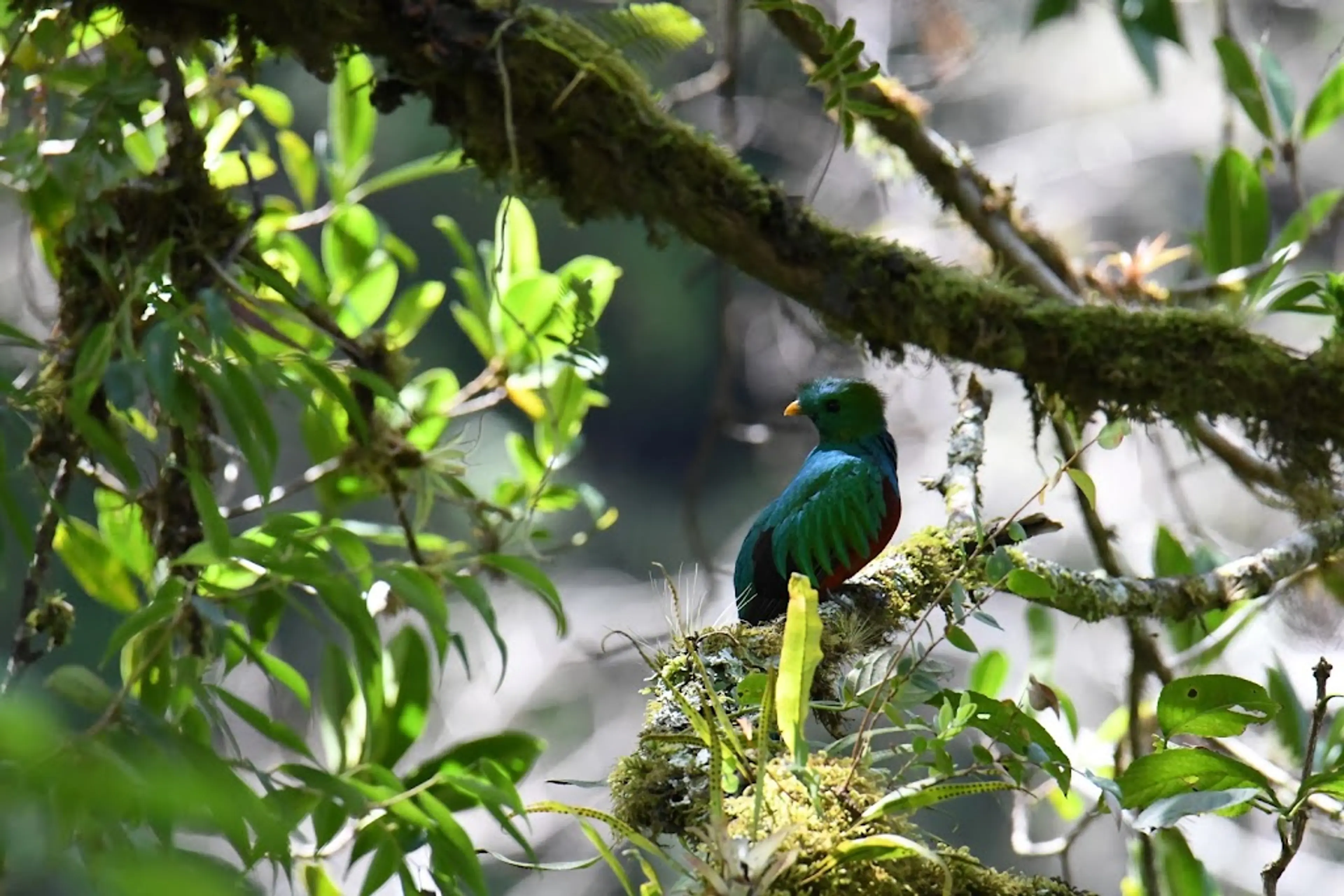 Quetzal Trail