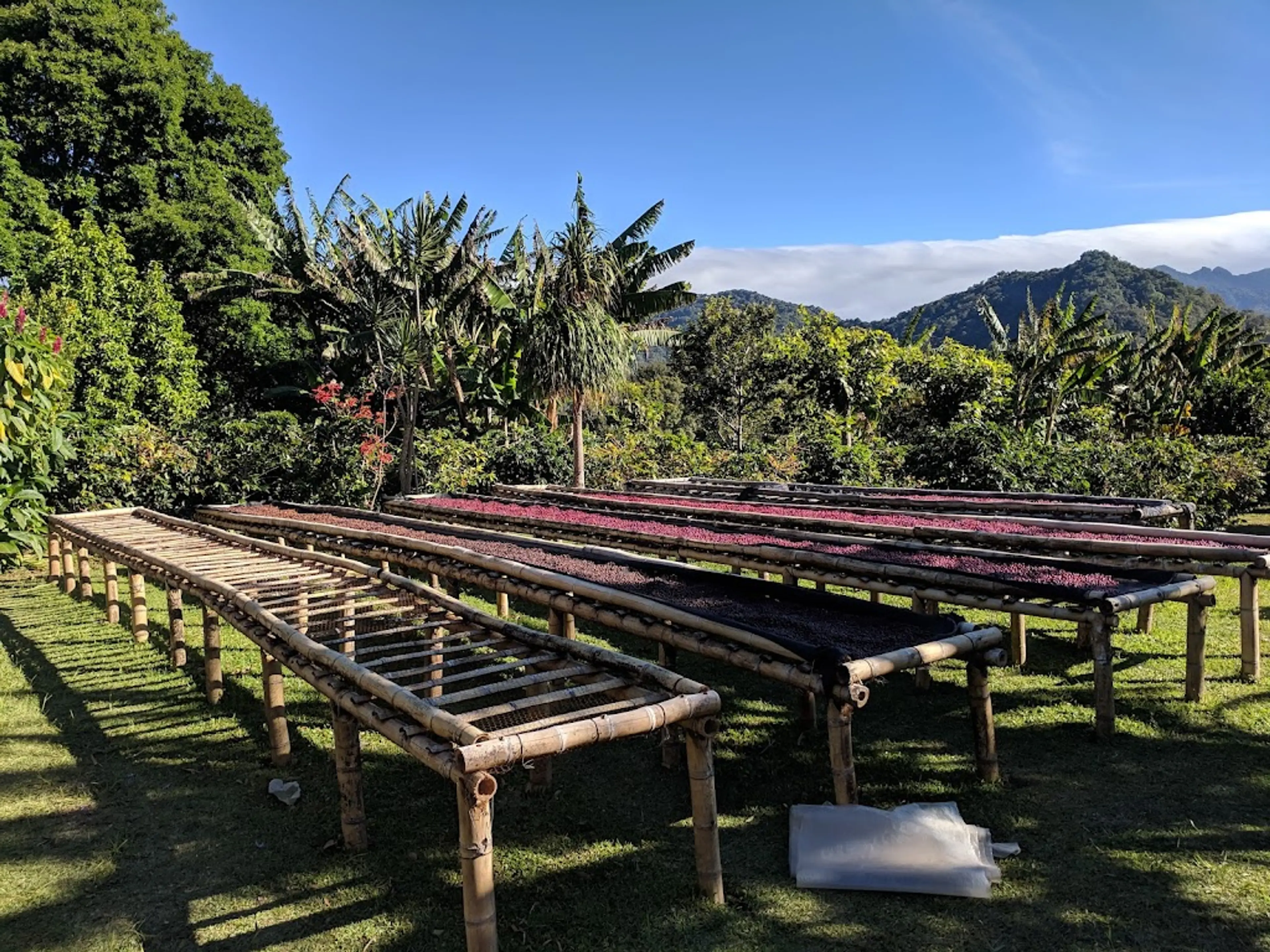 Strawberry Farm