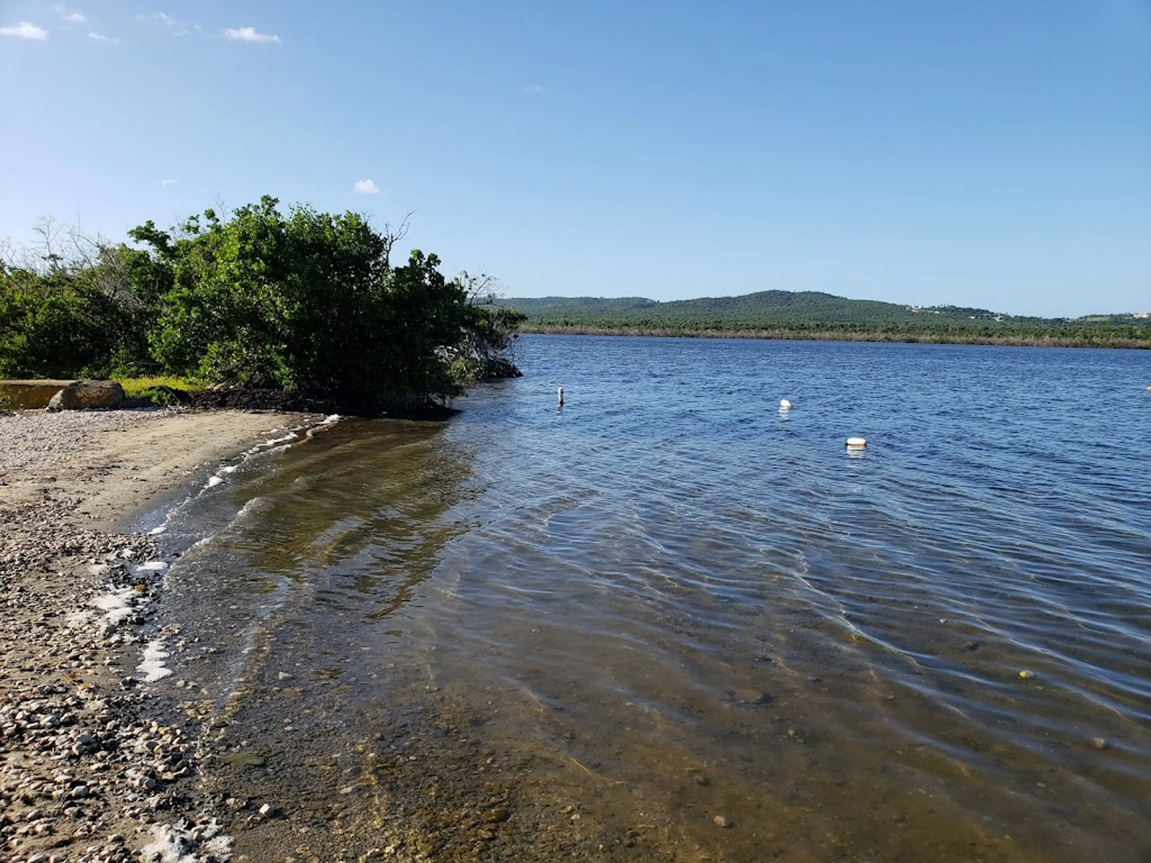 bioluminescent bay tour