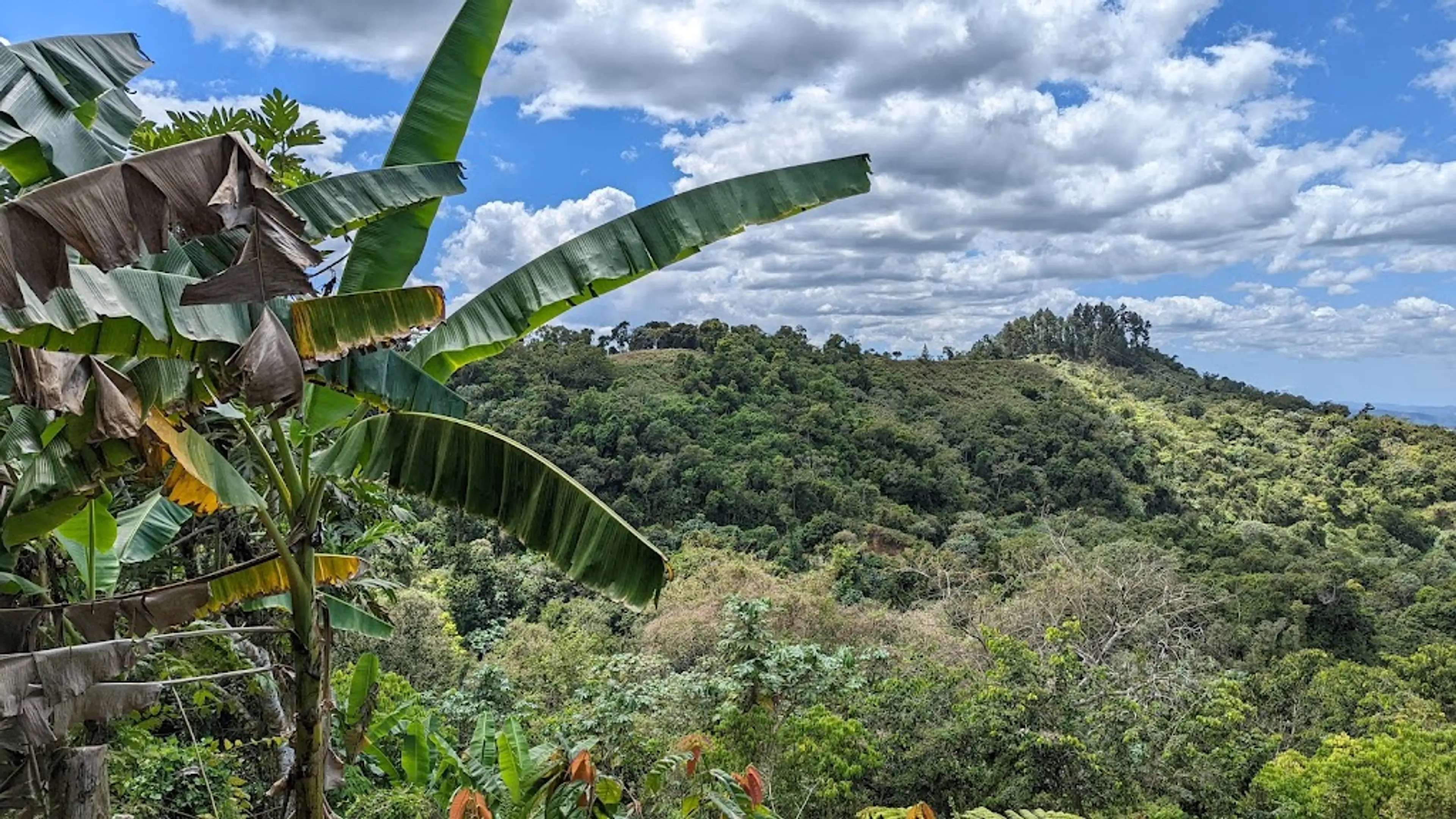 coffee plantation