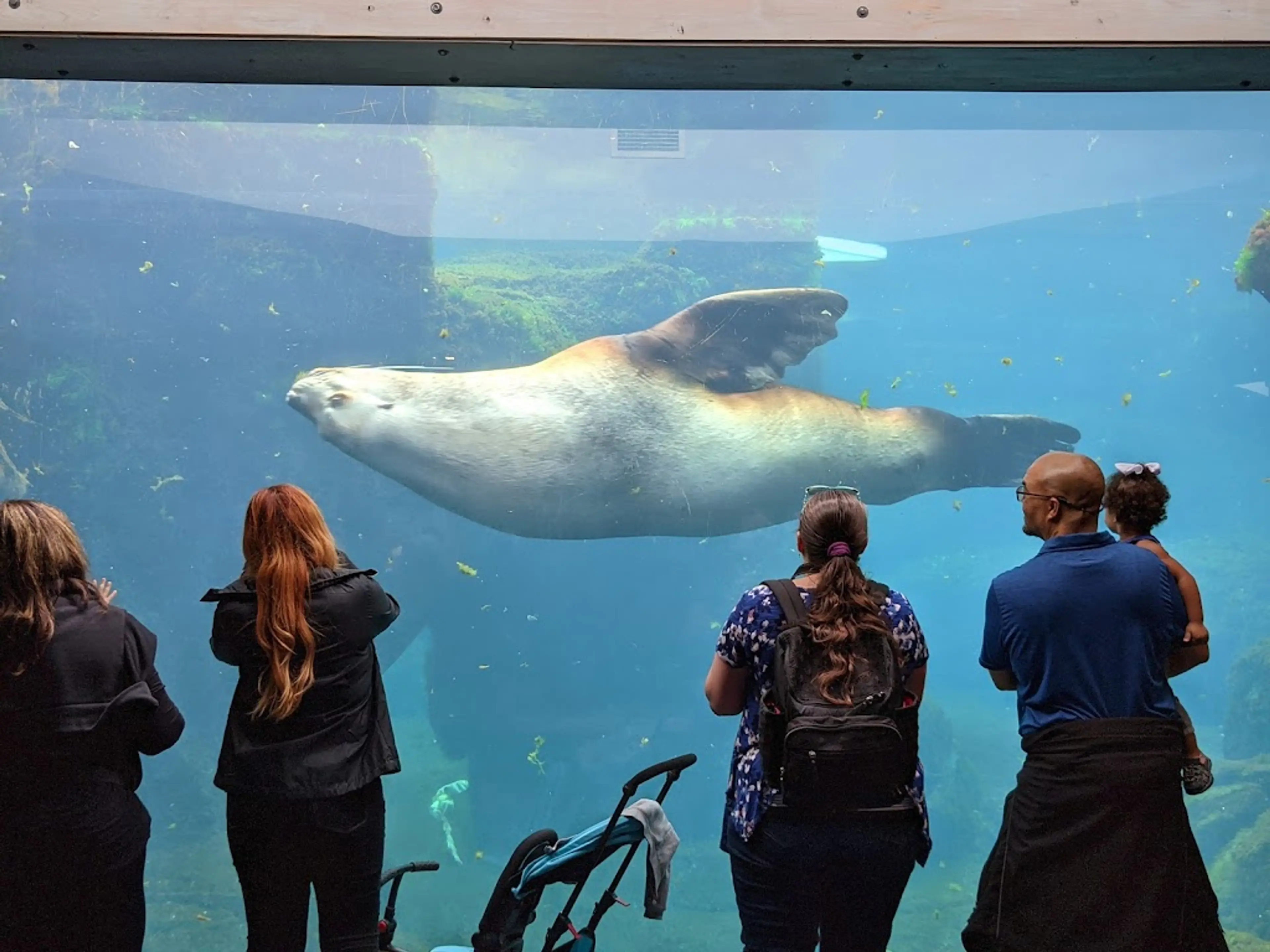 Alaska SeaLife Center