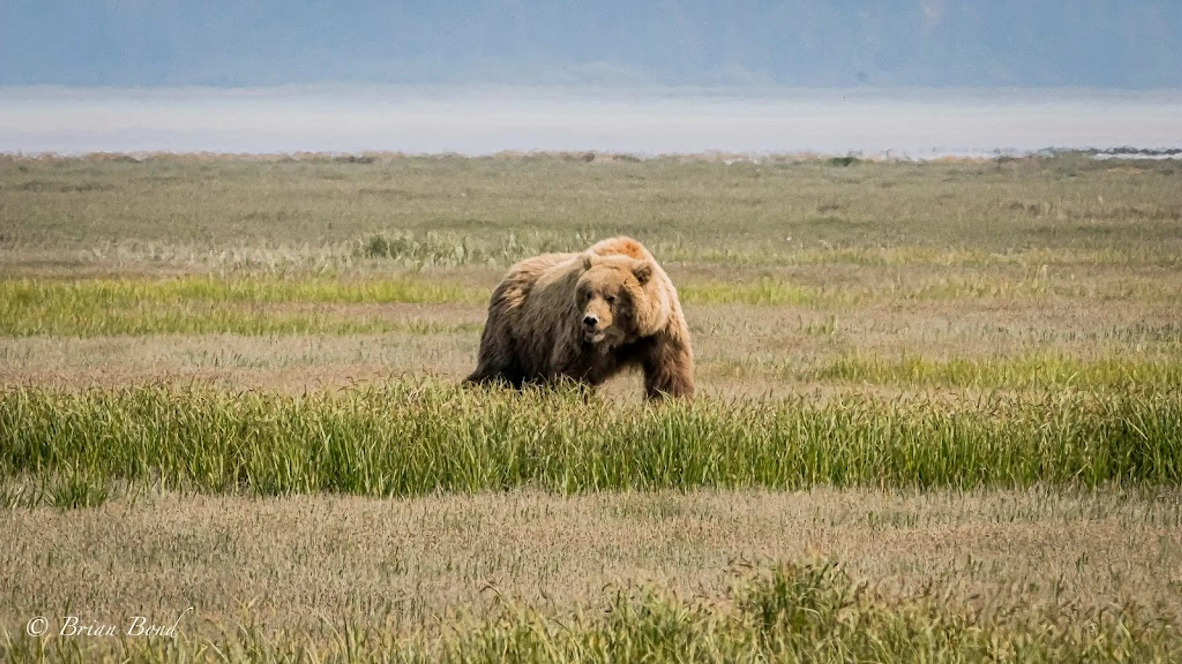 Wildlife Safari
