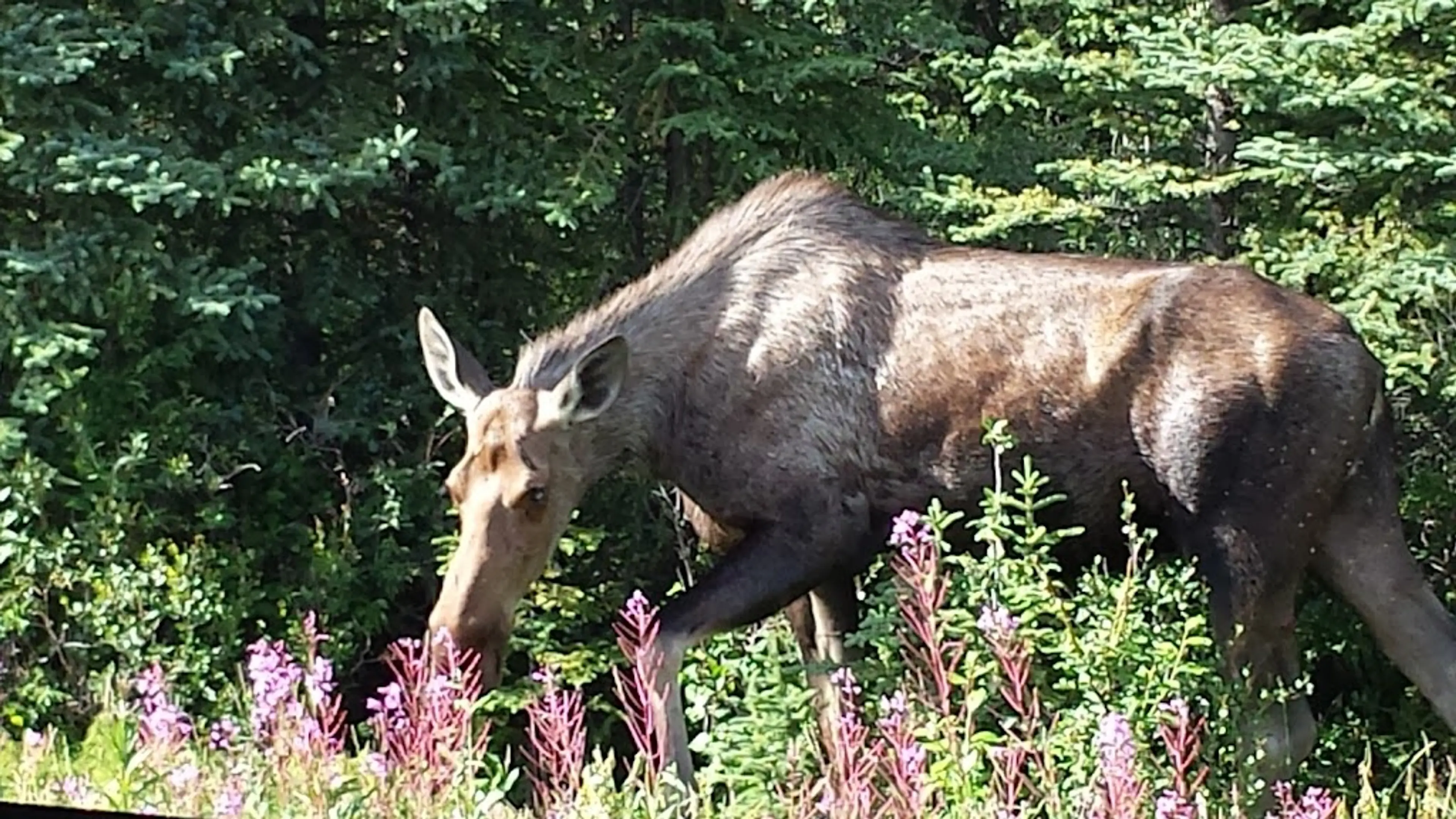 Wildlife Tour