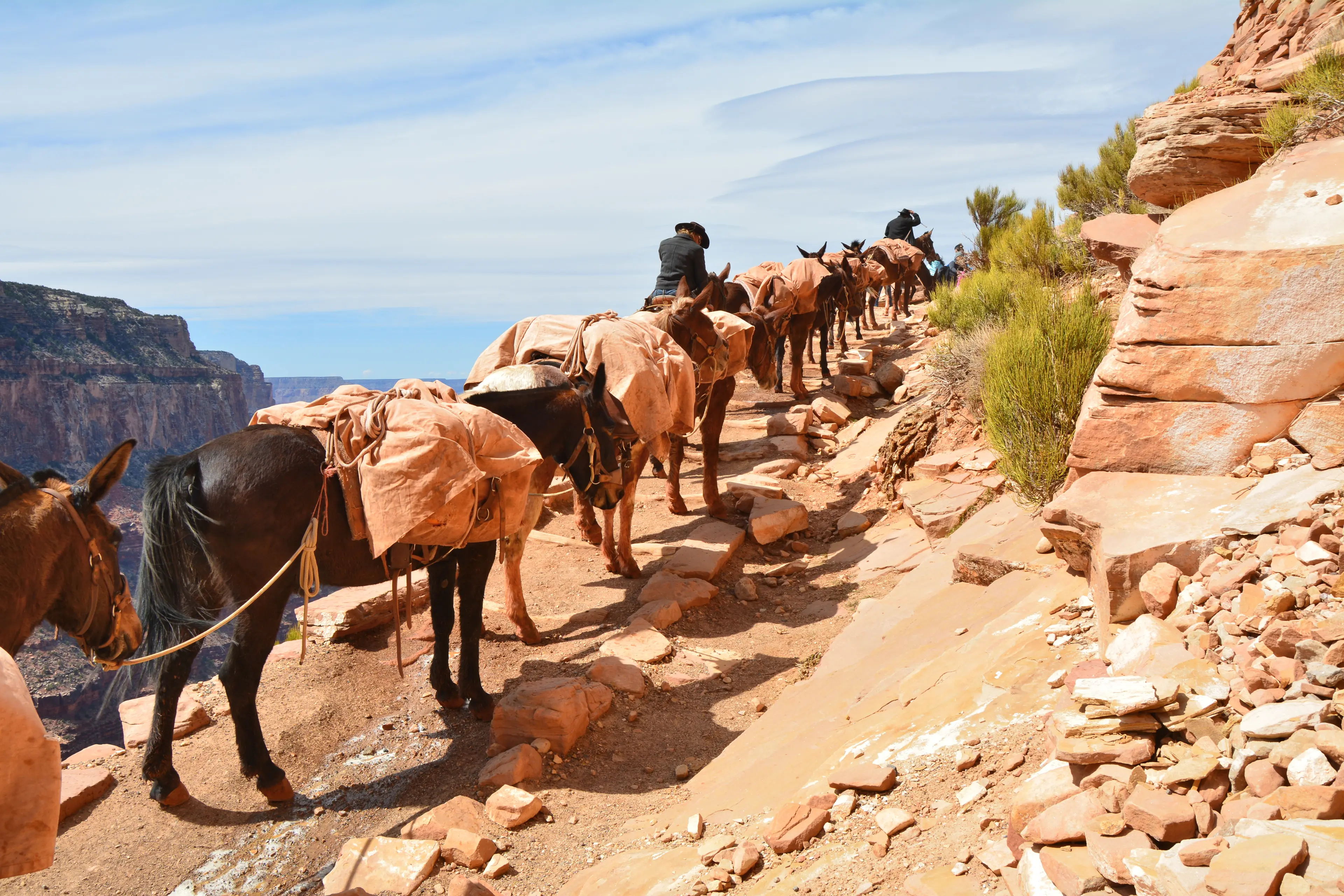 Mule ride to the bottom of the Grand Canyon