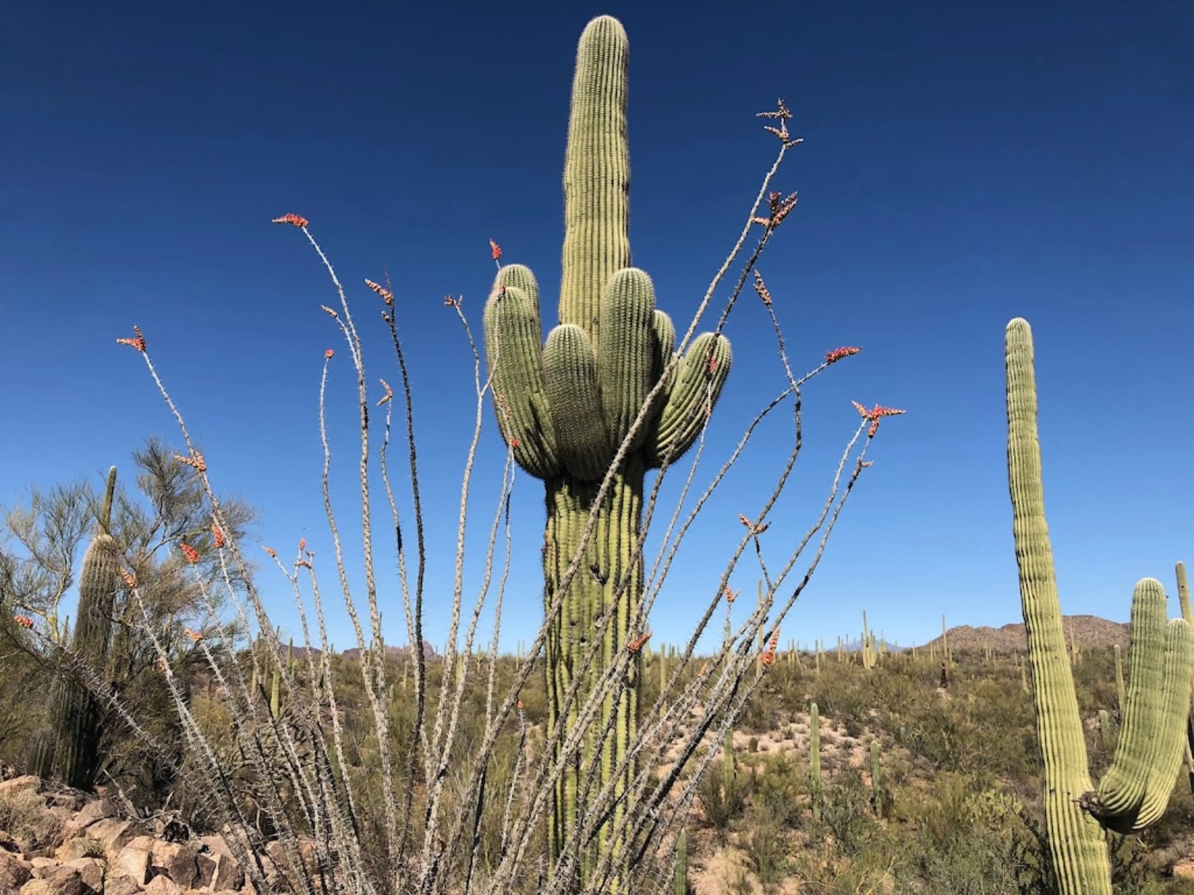 Saguaro National Park West