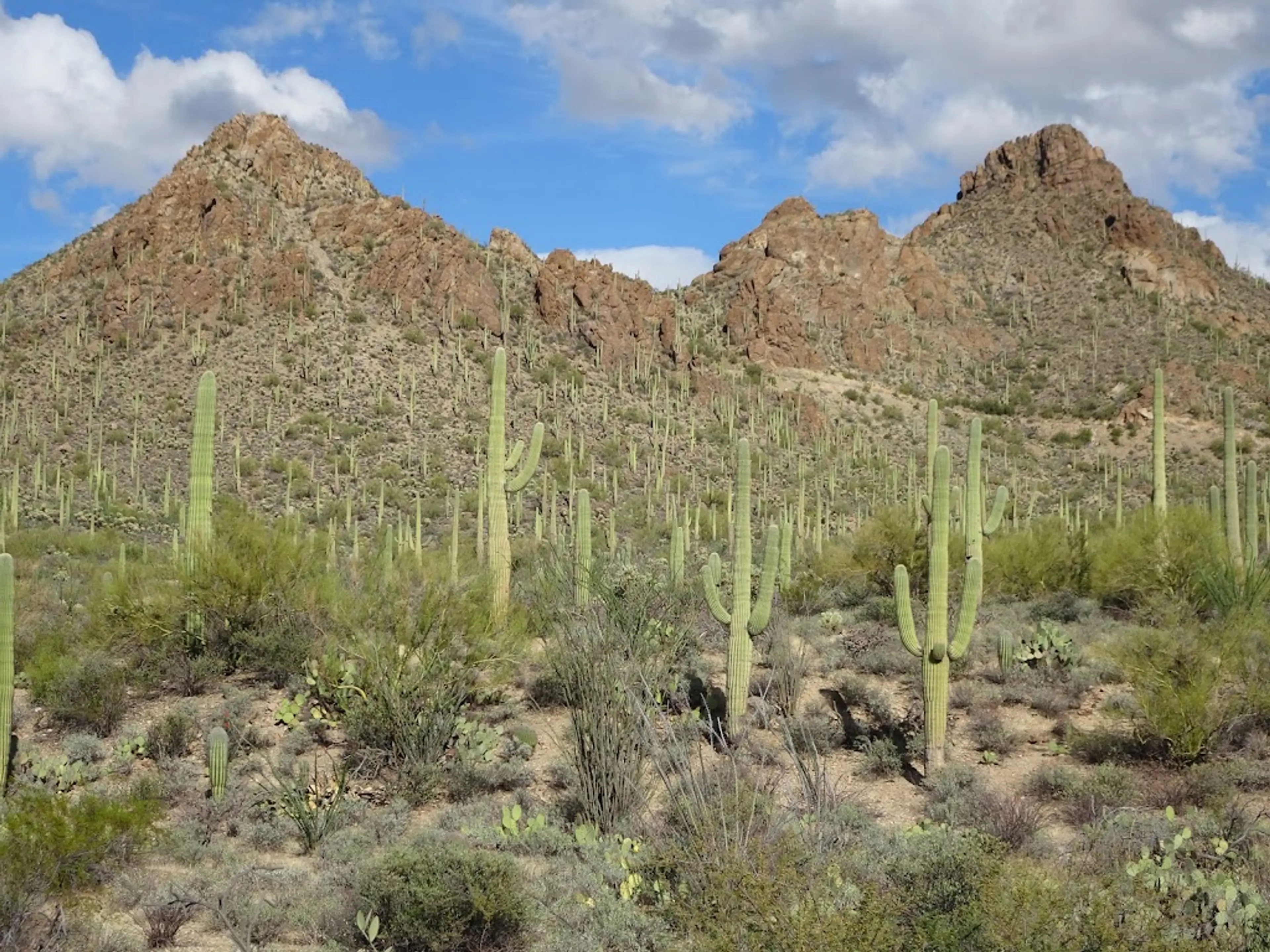 Tucson Mountain Park