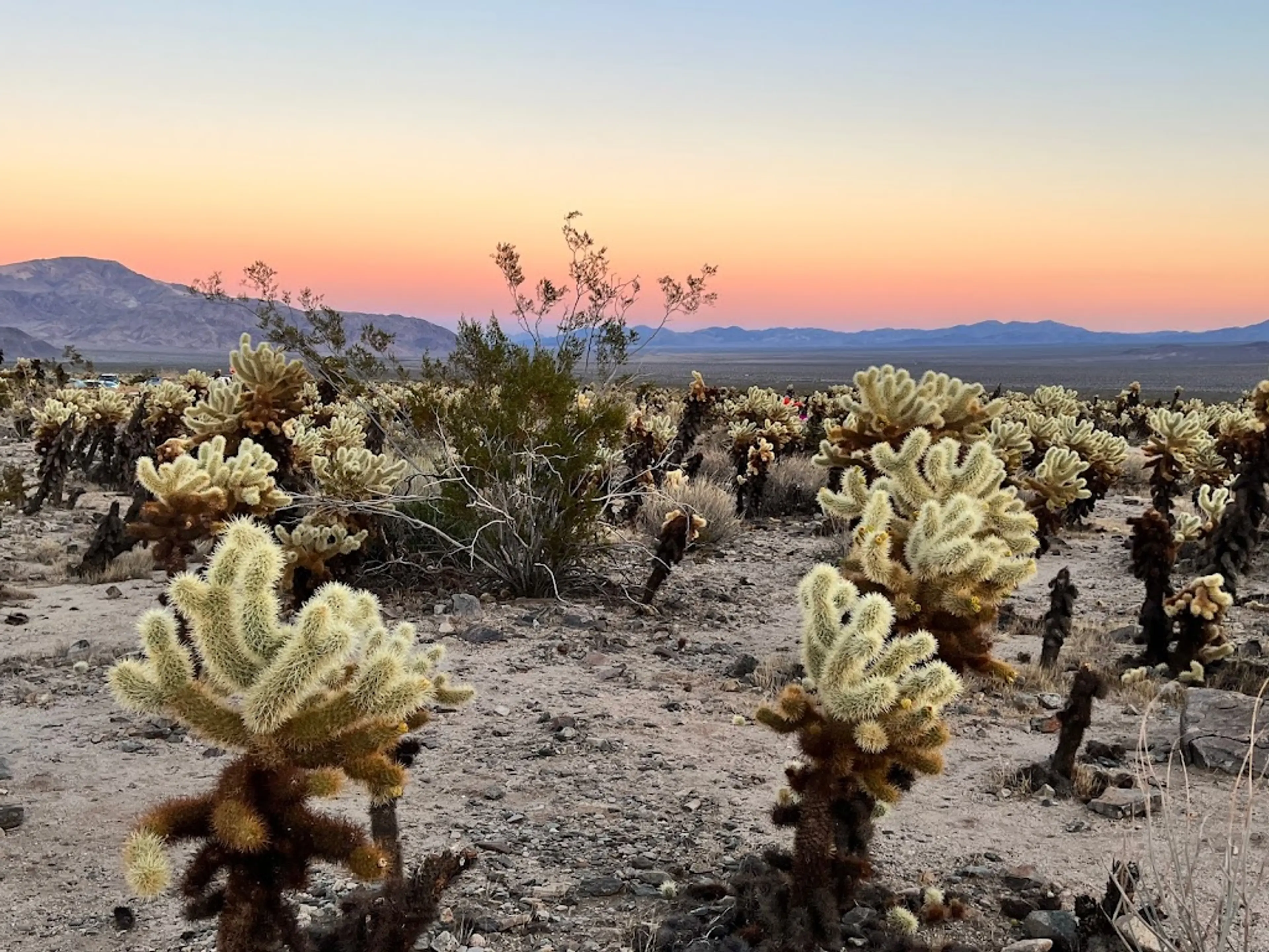 Cholla Cactus Garden