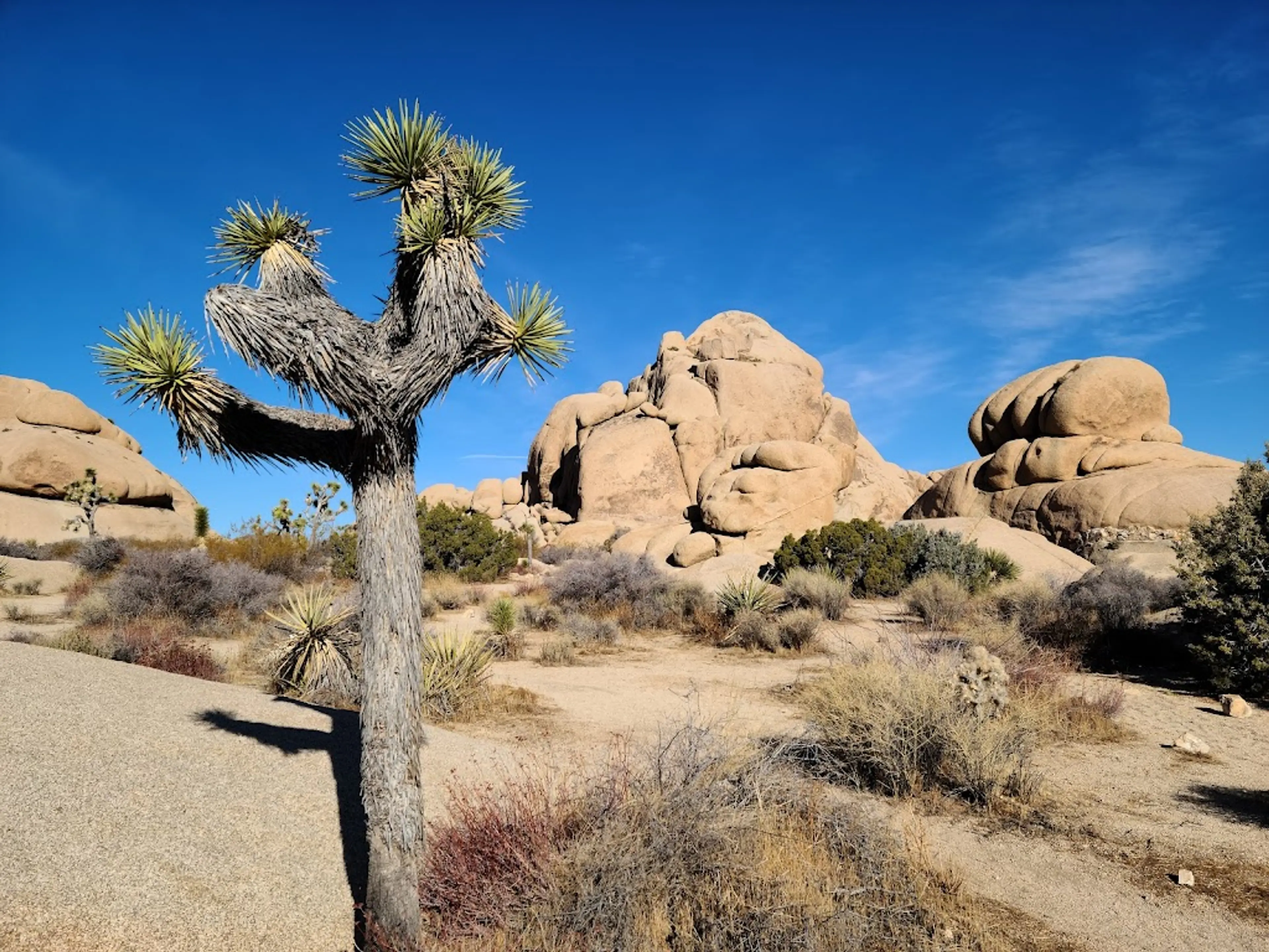Joshua Tree National Park