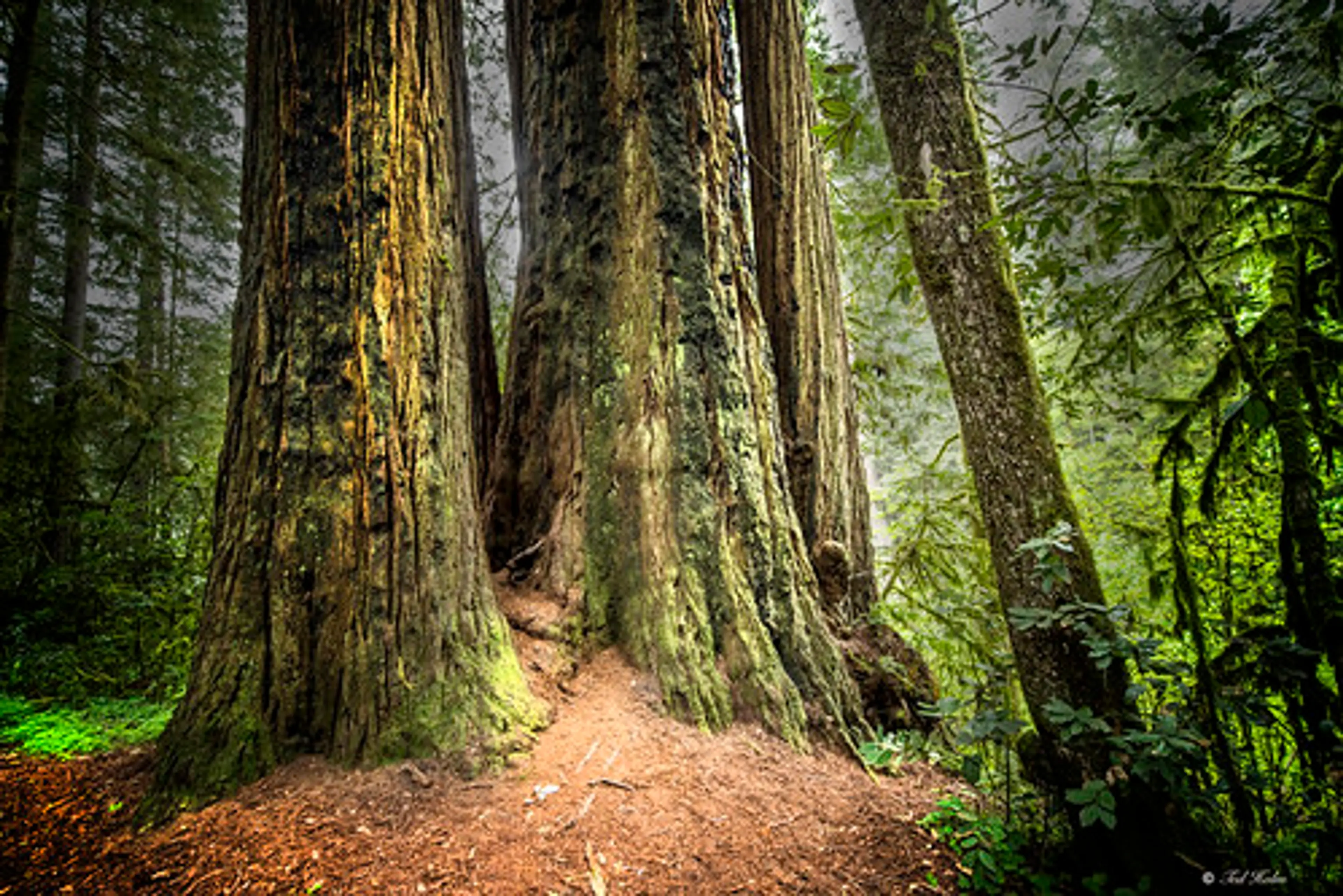 Redwood National and State Parks