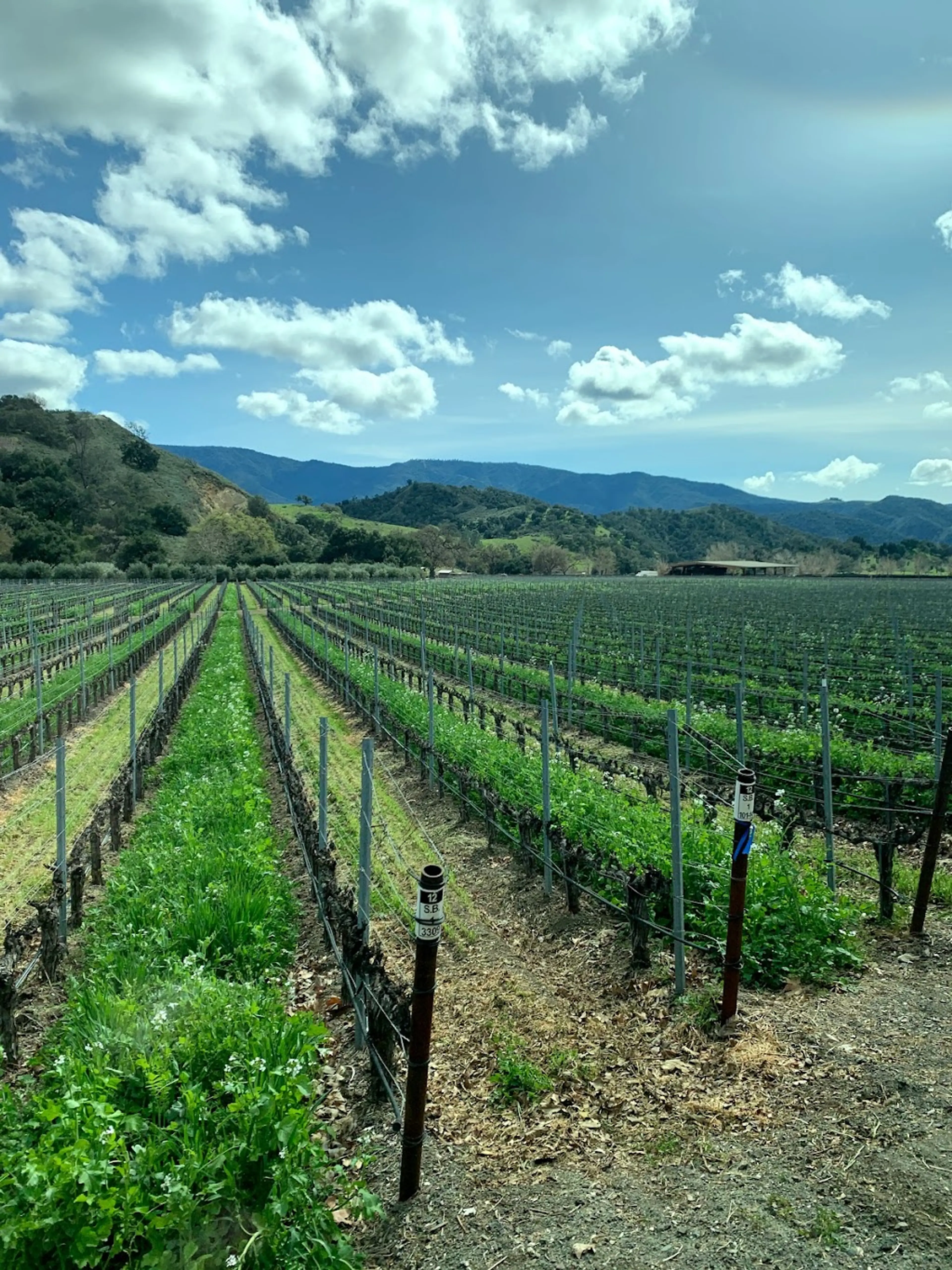 Santa Barbara Wineries