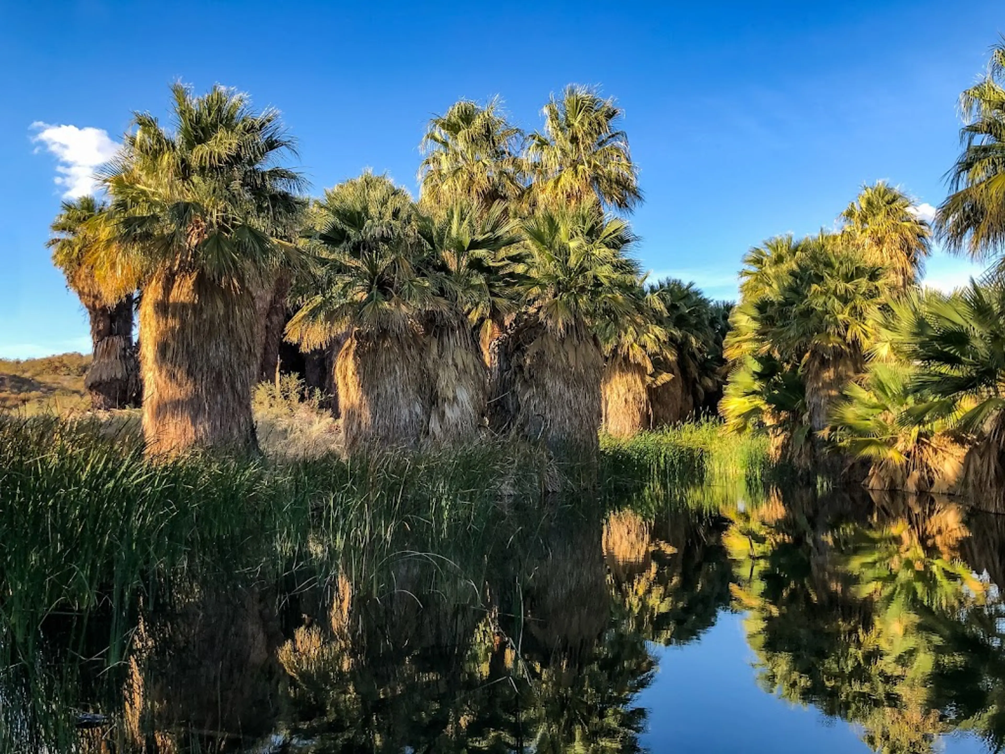 Coachella Valley Preserve