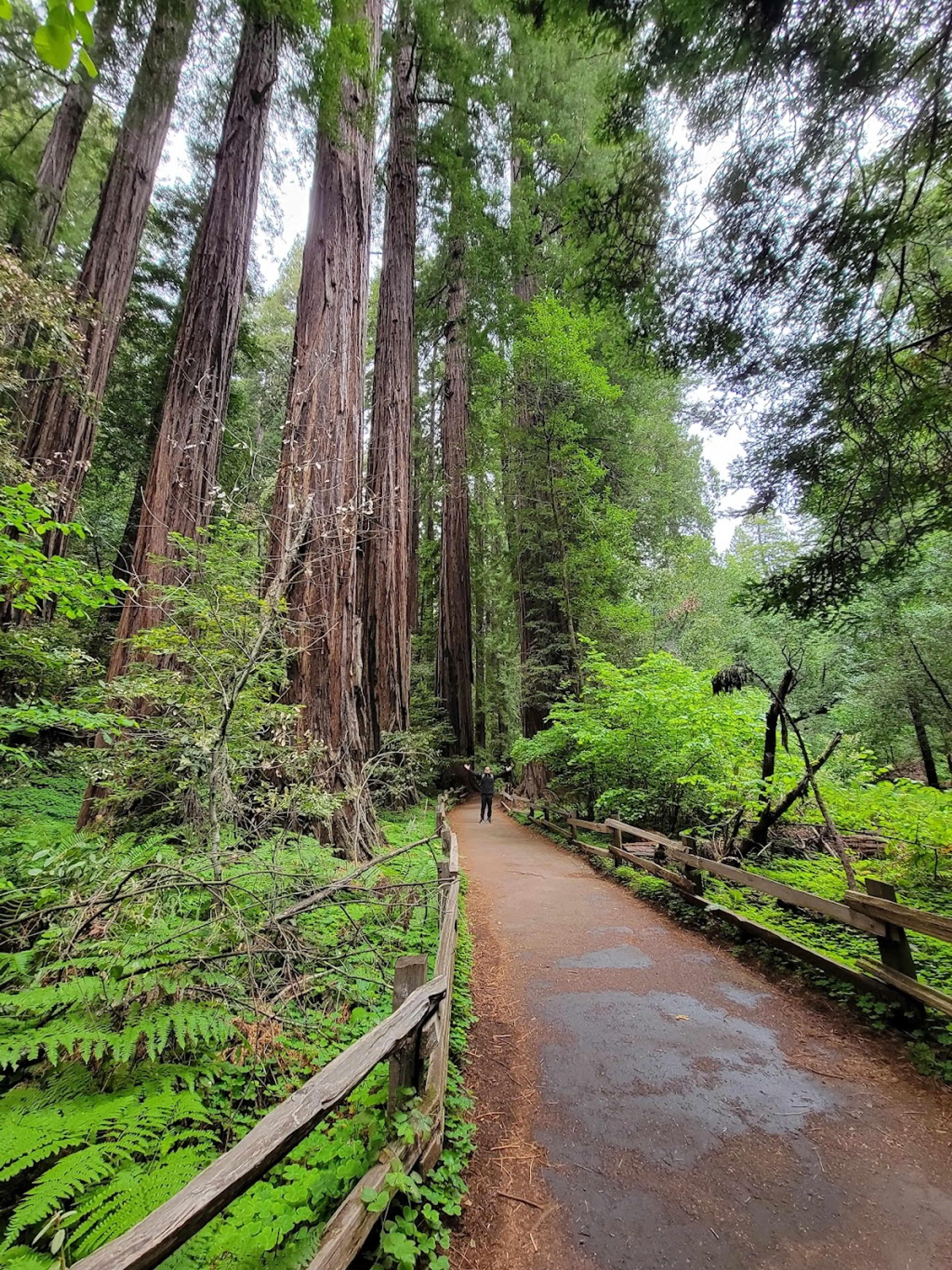 Muir Woods