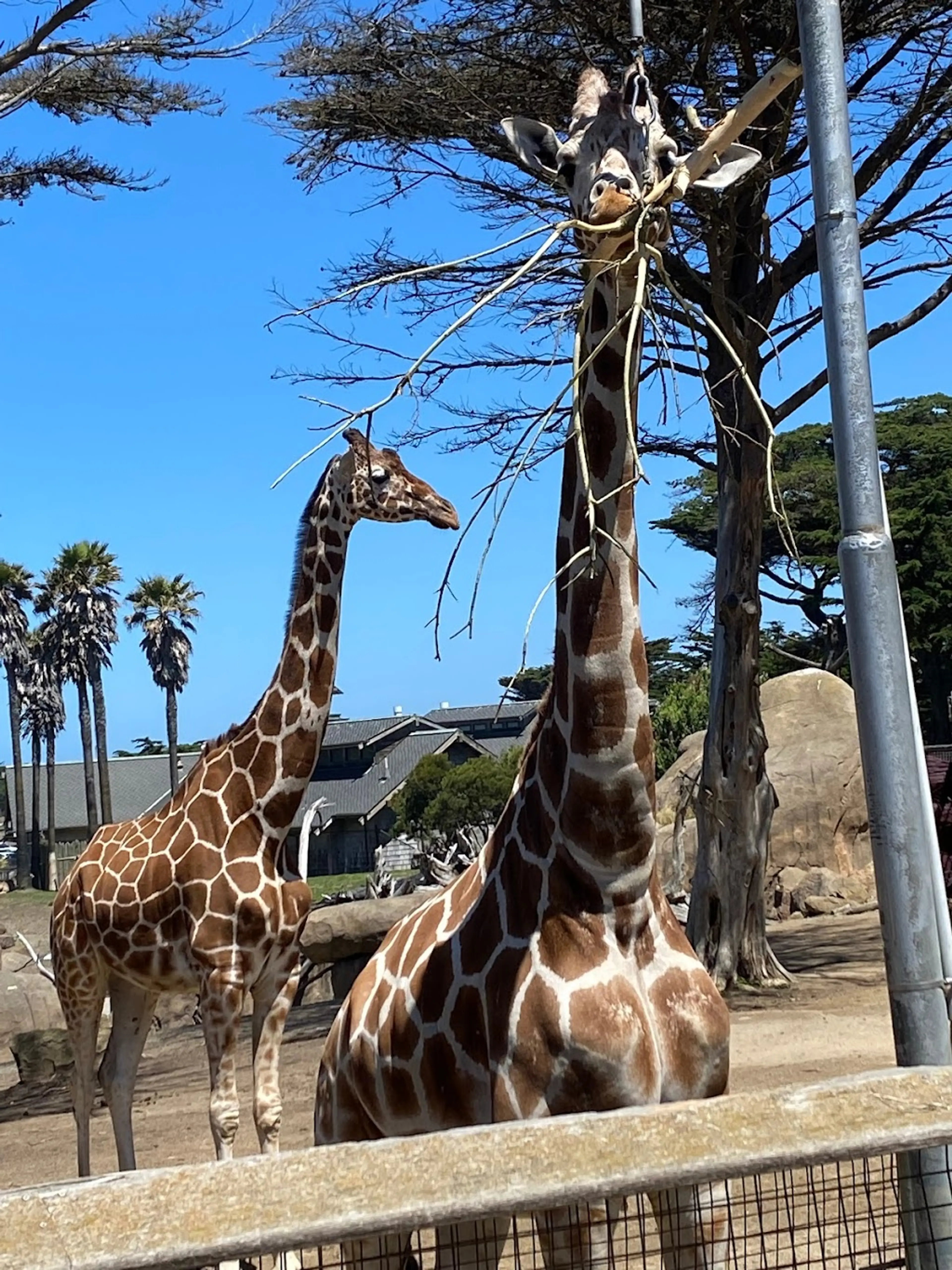 San Francisco Zoo