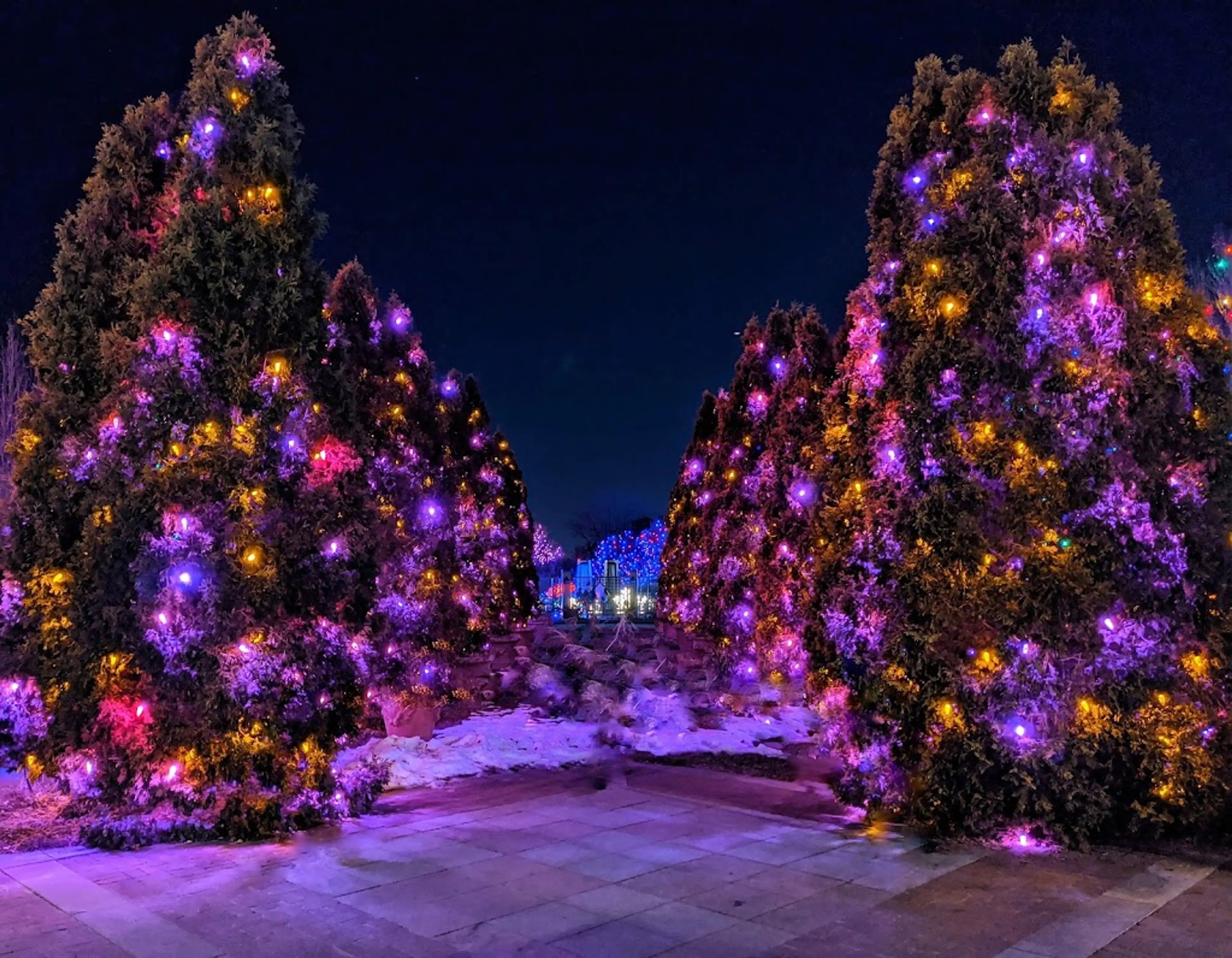 Blossoms of Light