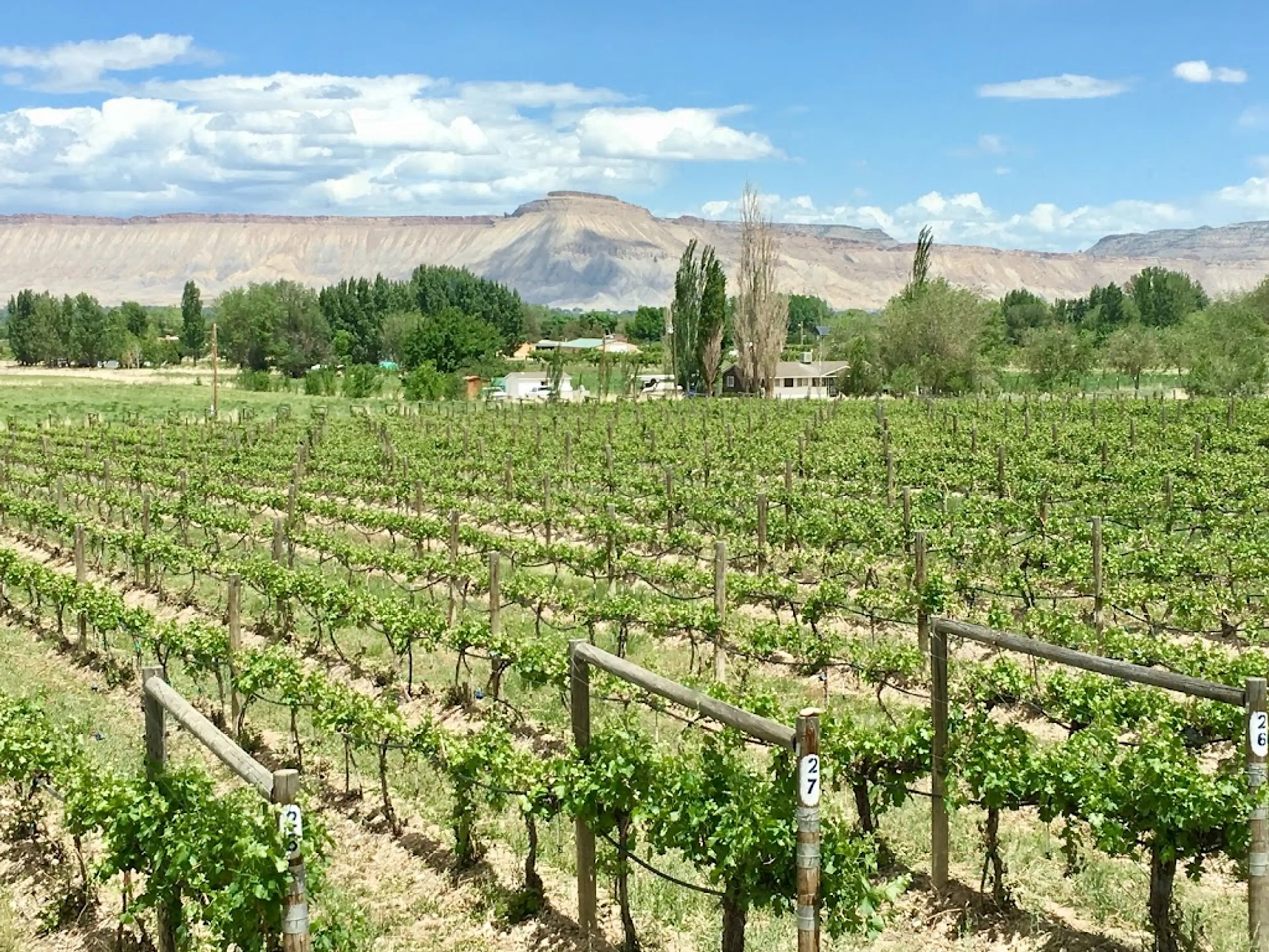 Grand Junction's Wine Country