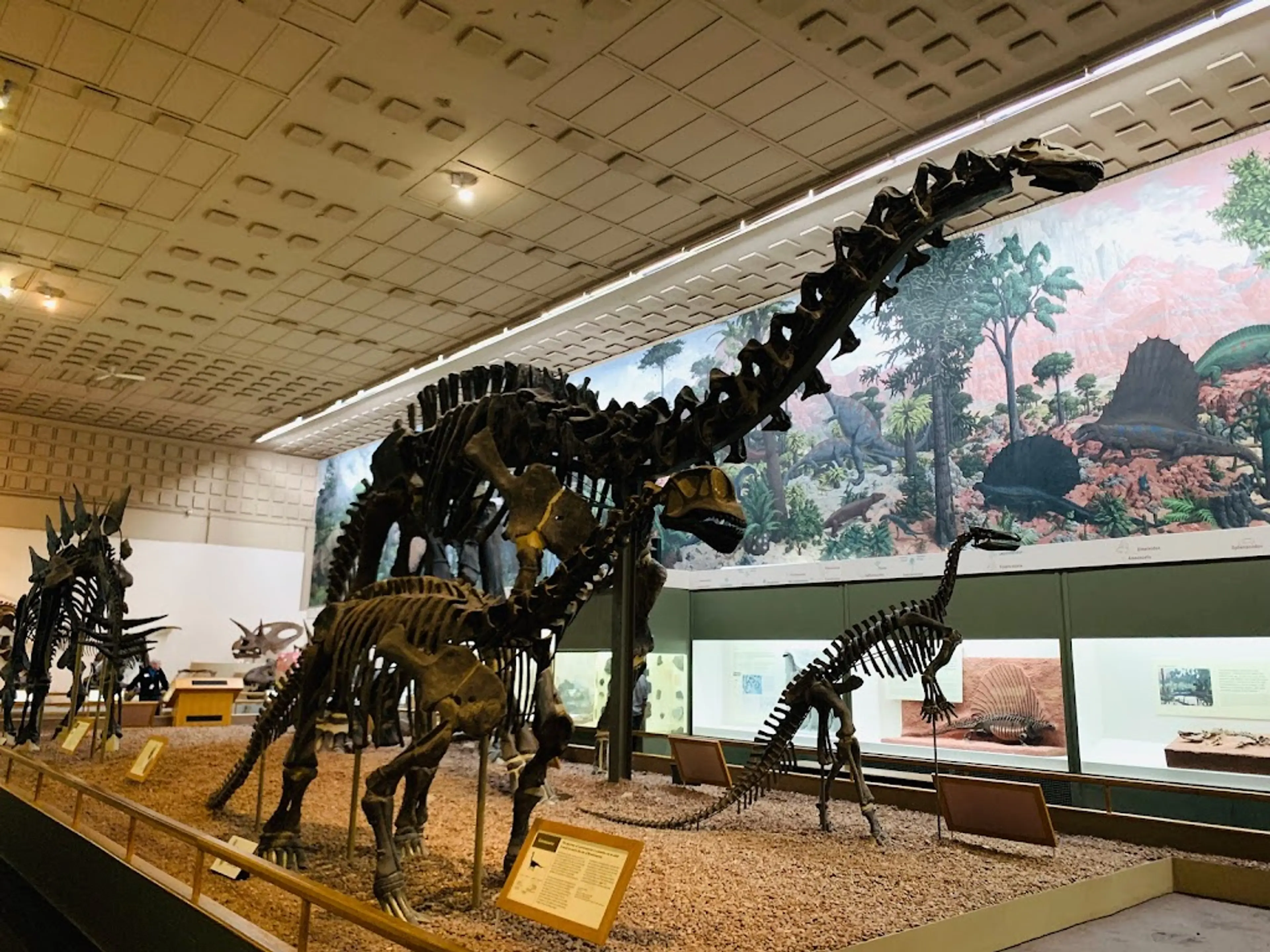 Peabody Museum of Natural History