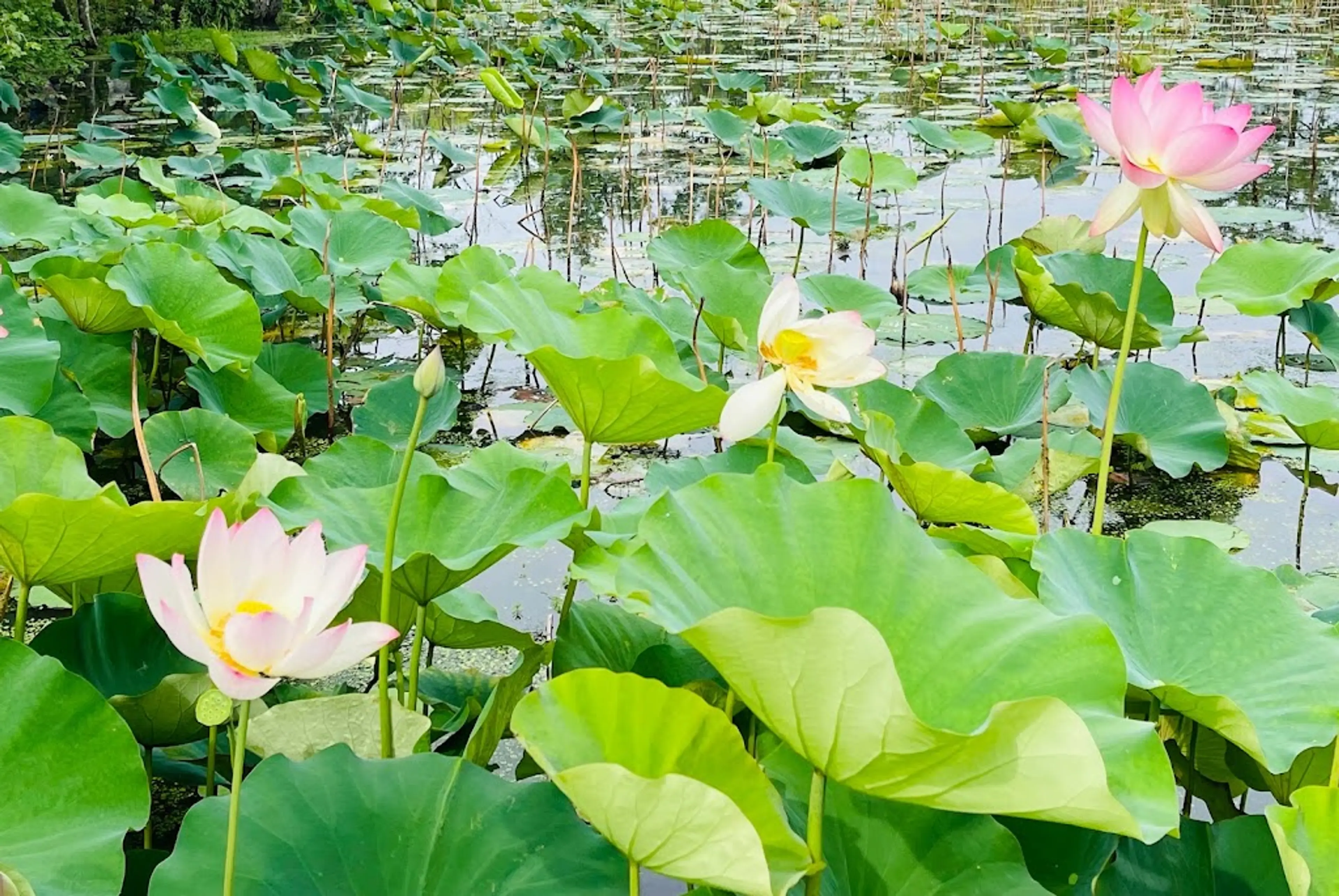 Kenilworth Park & Aquatic Gardens