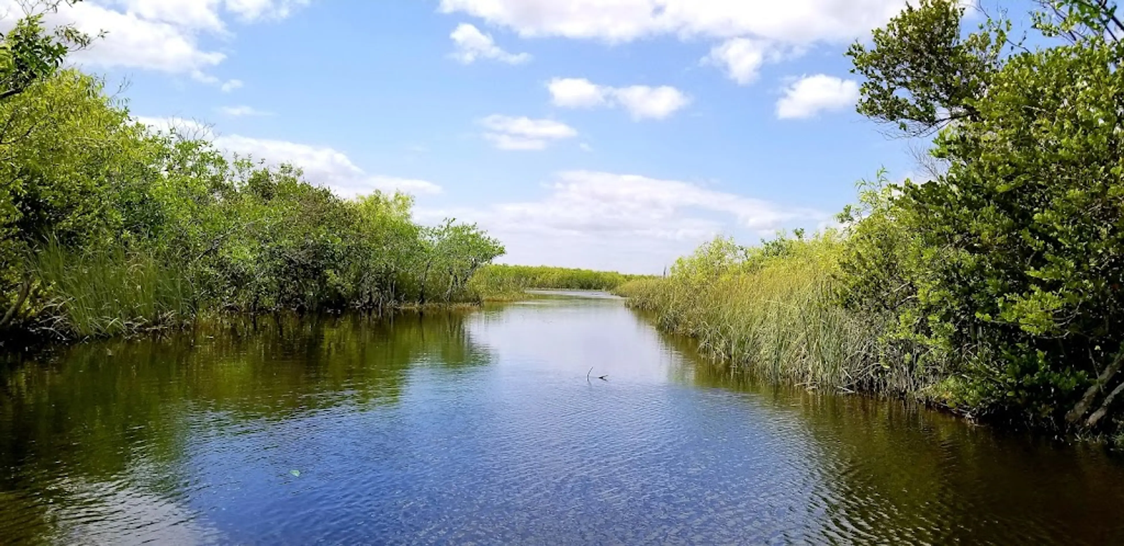 Guided tour of the Everglades