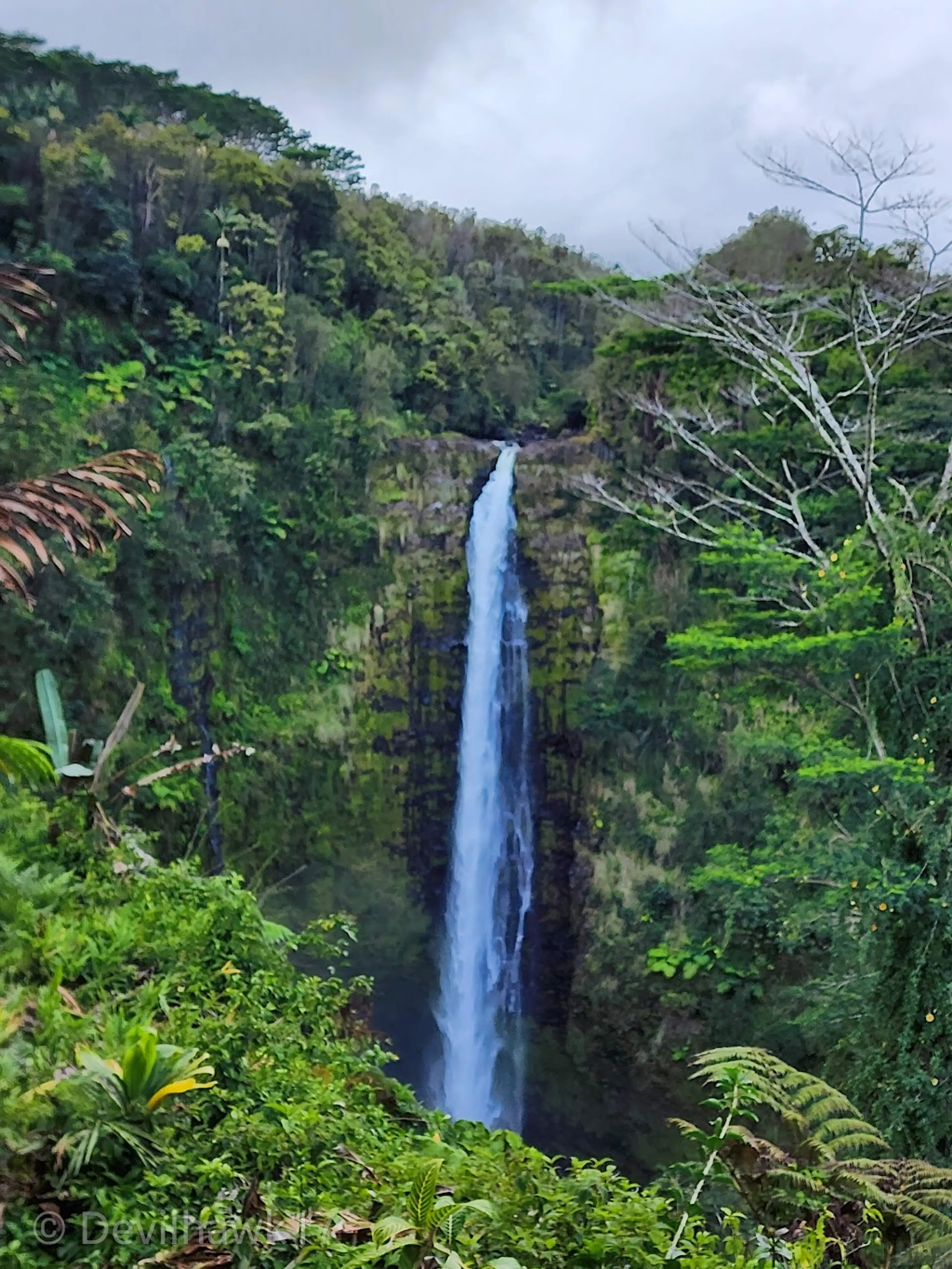 Akaka Falls State Park